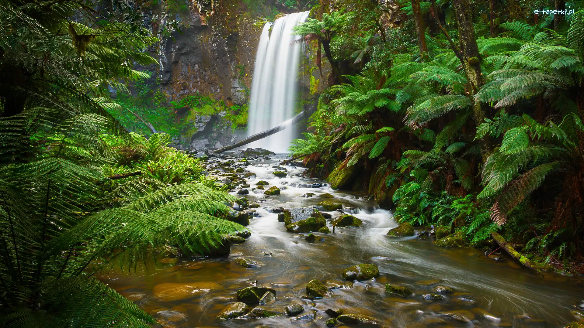 Rośliny, Rzeka, Park Narodowy Great Otway, Hopetoun Falls, Wodospad, Australia, Stan Wiktoria, Skały, Paprocie