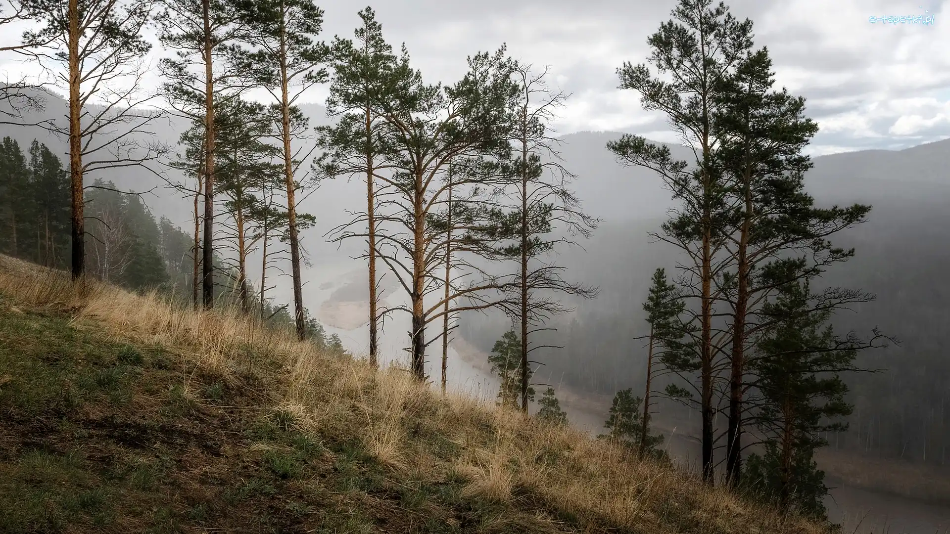 Drzewa, Mgła, Rzeka, Skarpa
