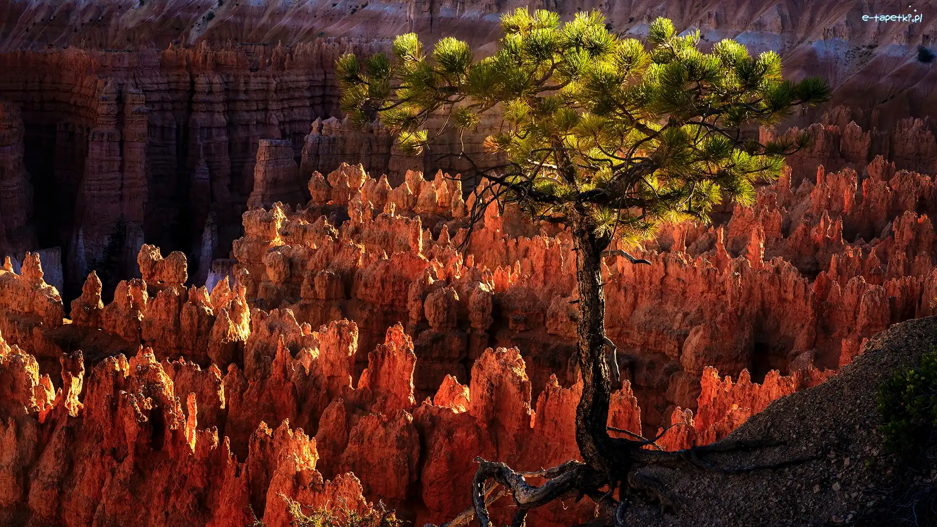 Skały, Park Narodowy Bryce Canyon, Kanion, Sosna, Utah, Stany Zjednoczone