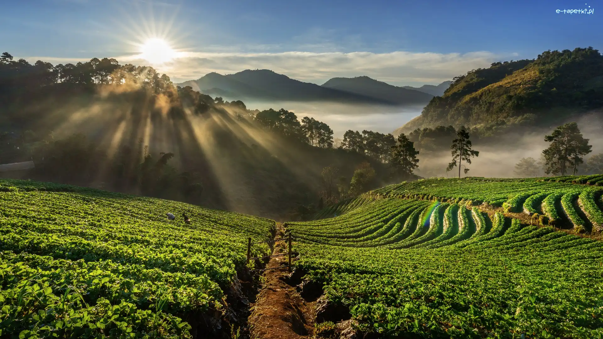 Przebijające światło, Truskawek, Tajlandia, Wschód słońca, Wzgórza, Góra, Doi Ang Khang, Plantacja, Drzewa, Prowincja Chiang Mai