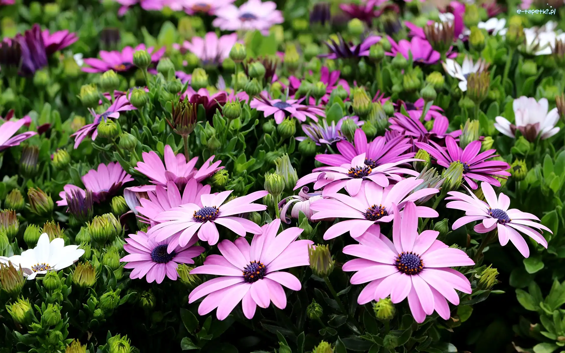 Kwiaty, Stokrotki afrykańskie, Osteospermum, Fioletowe