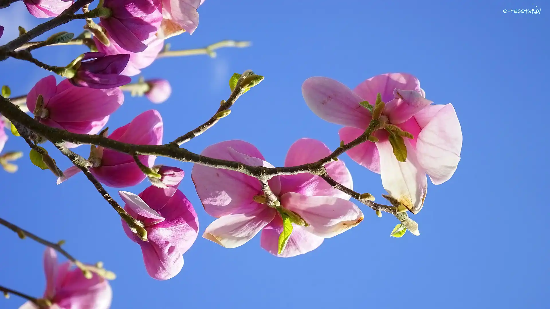 Kwiaty, Niebo, Magnolia, Gałązka