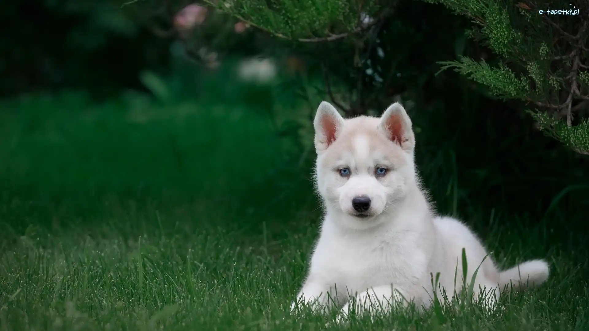 Niebieskooki, Siberian husky, Szczeniak, Trawa, Zielona