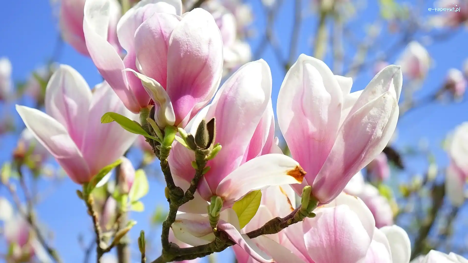 Kwiaty, Gałązki, Magnolie, Różowe