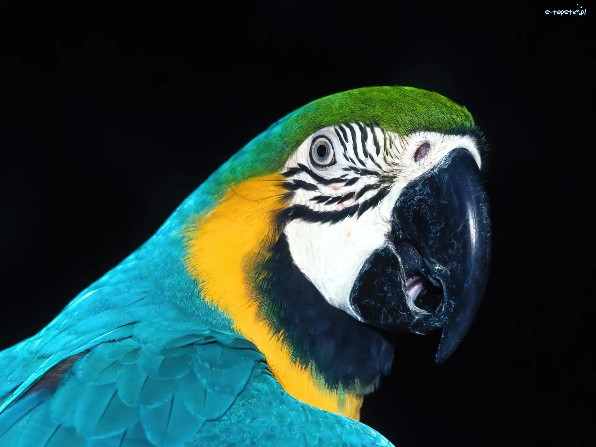 Papuga