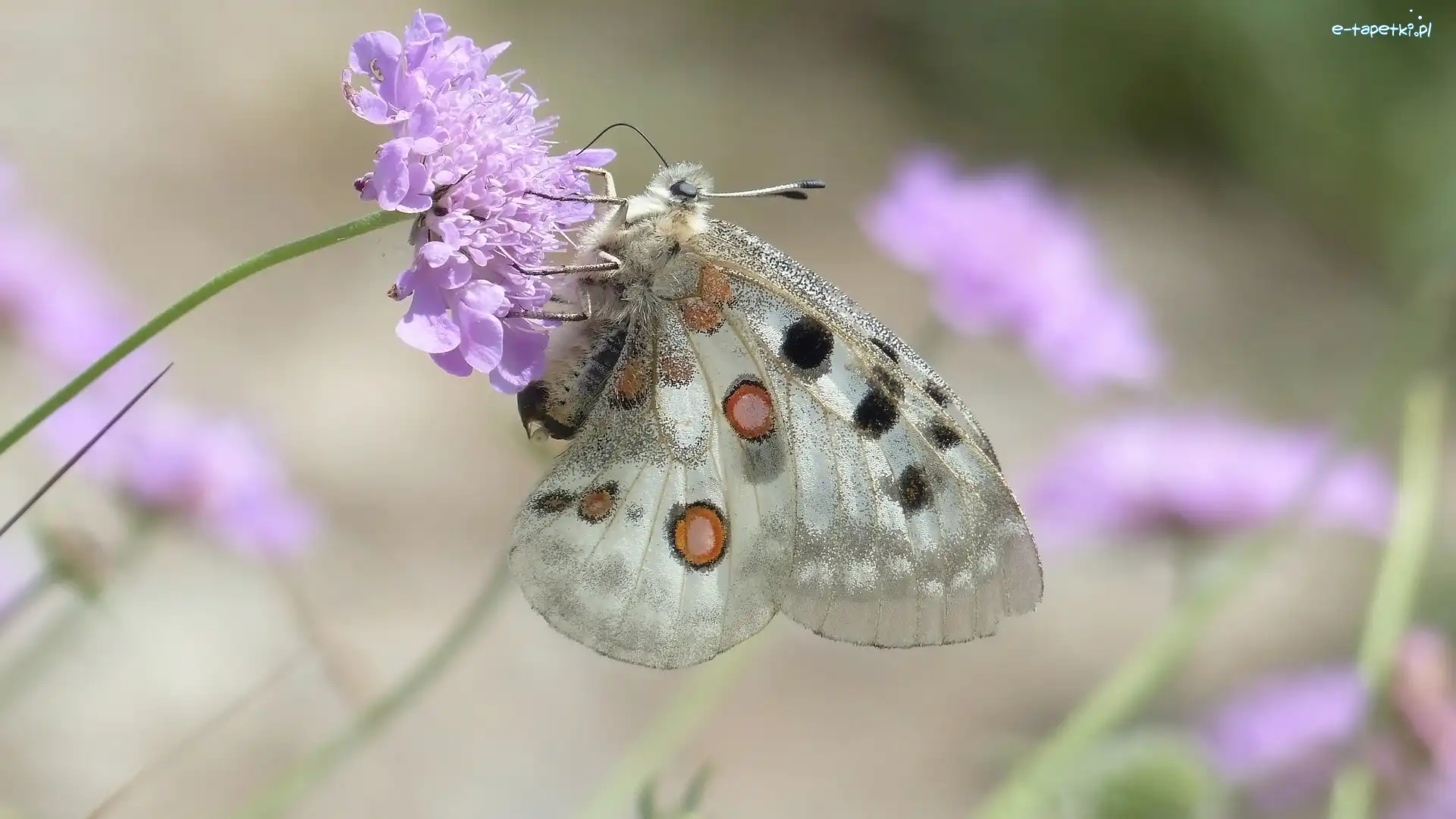 Niepylak apollo, Kwiat, Jasnofioletowy, Motyl