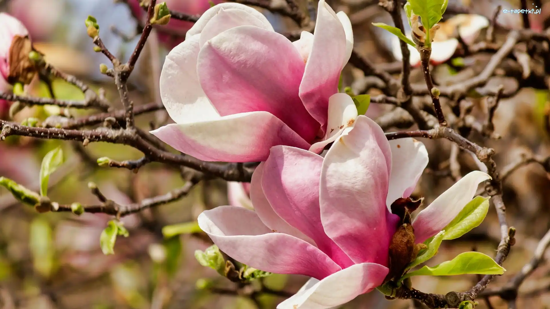 Rozkwitające, Kwiaty, Różowe, Gałązki, Magnolia