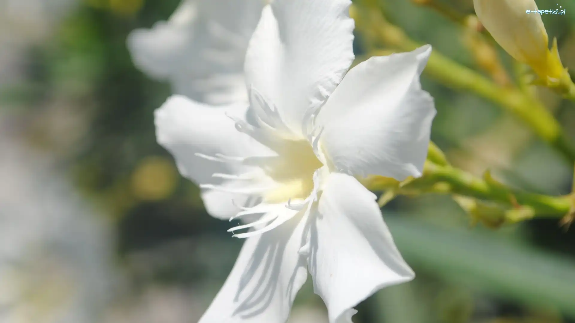 Kwiat, Eucharis, Lilia amazońska, Biały