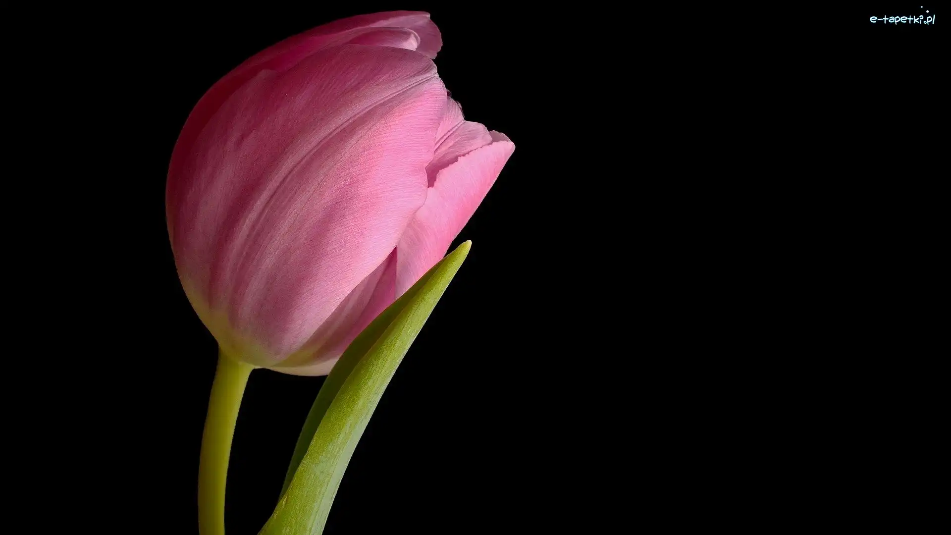 Tulipan, Tło, Ciemne, Różowy