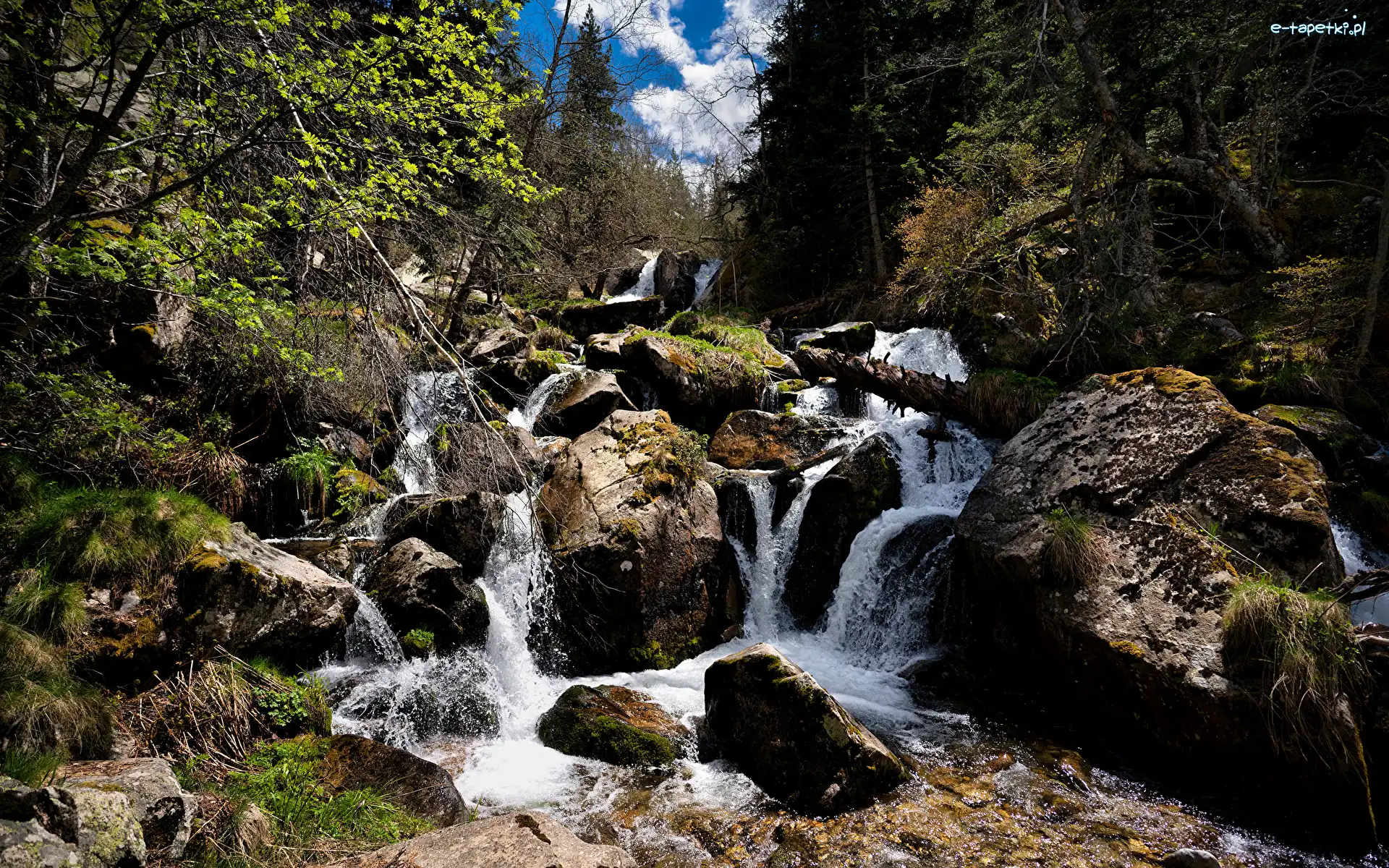 Kamienie, Las, Strumień, Rośliny, Drzewa