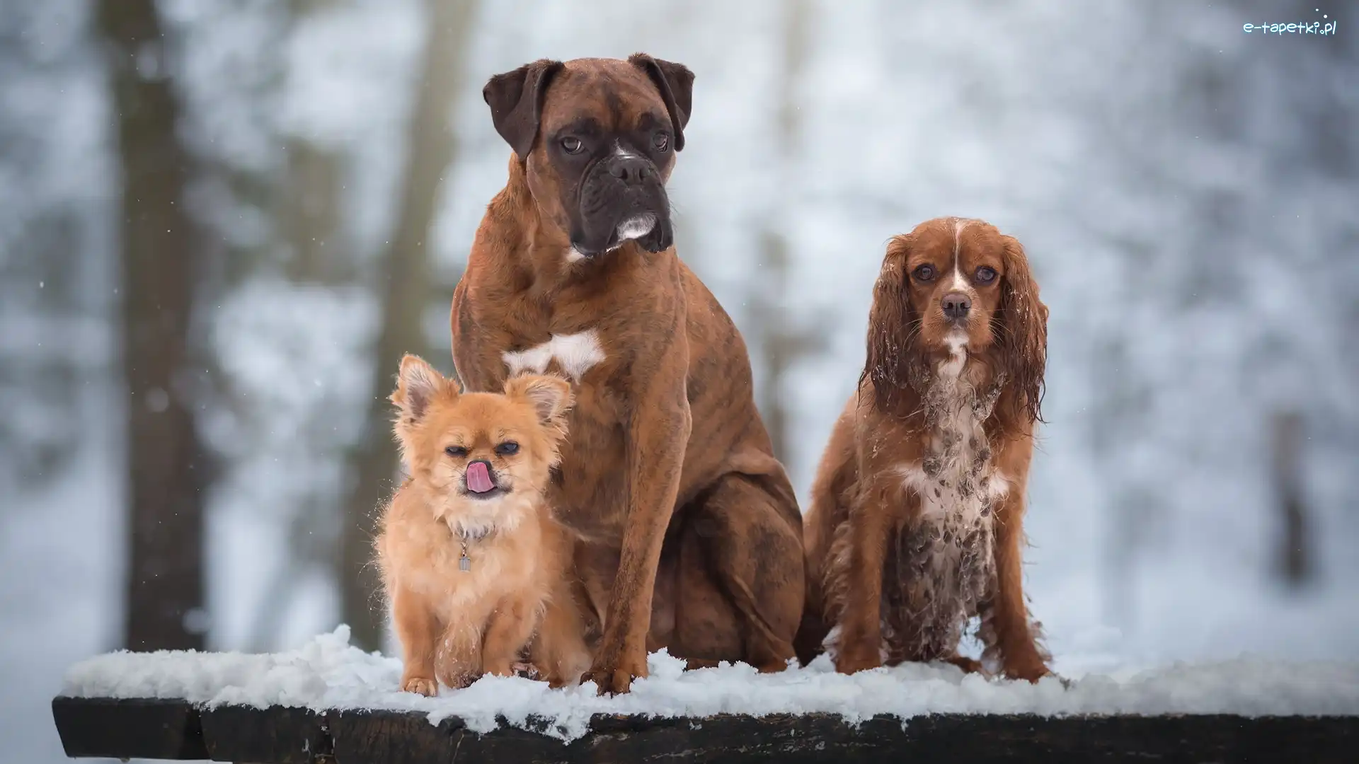 Psy, Cocker spaniel, Bokser, Trzy