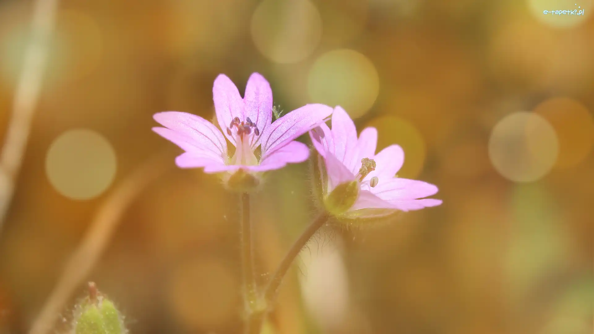 Kwiaty, Zbliżenie, Bokeh, Jasnofioletowe