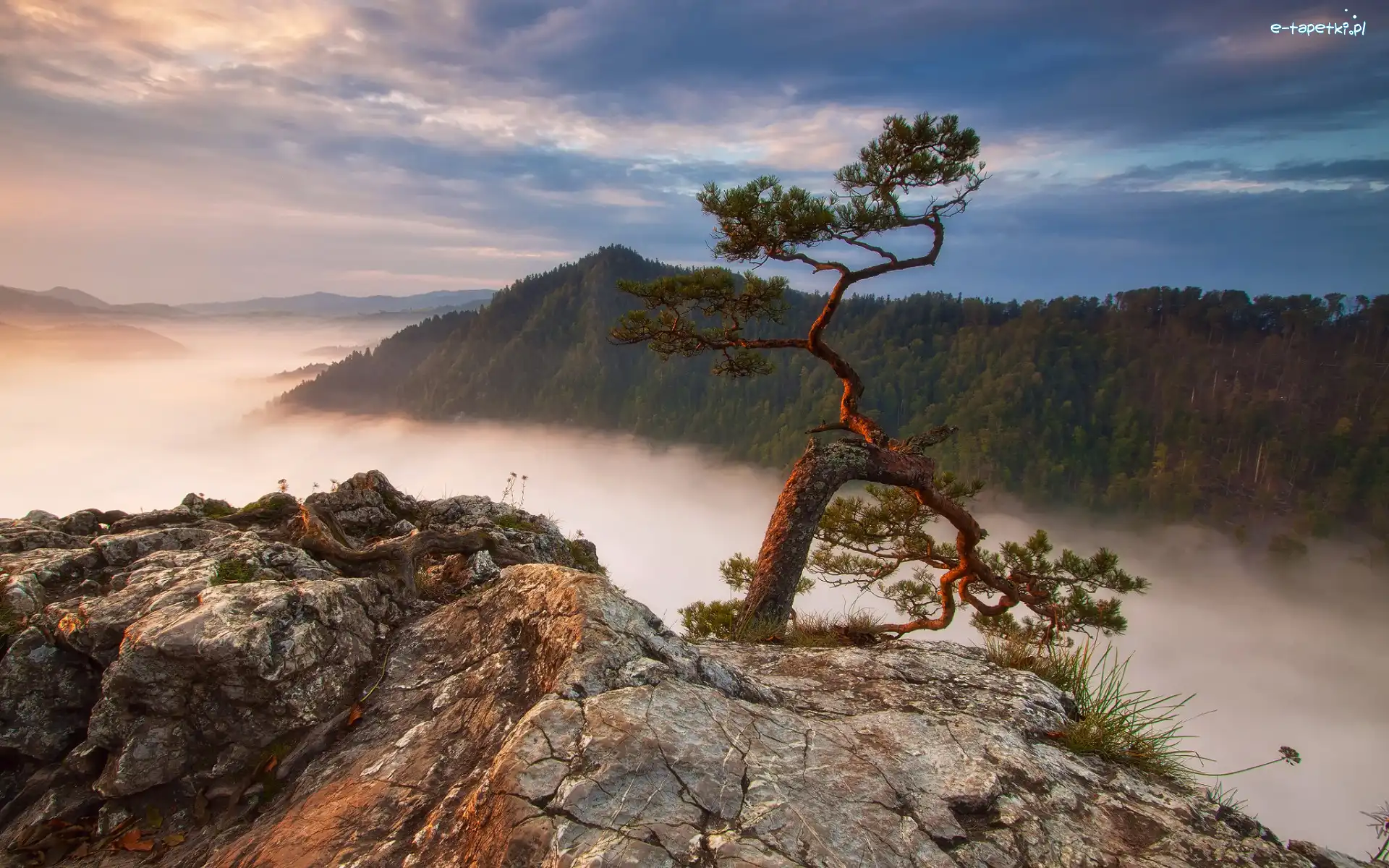 Mgła, Góry, Polska, Pieniński Park Narodowy, Skała, Szczyt Sokolica, Pieniny, Sosna