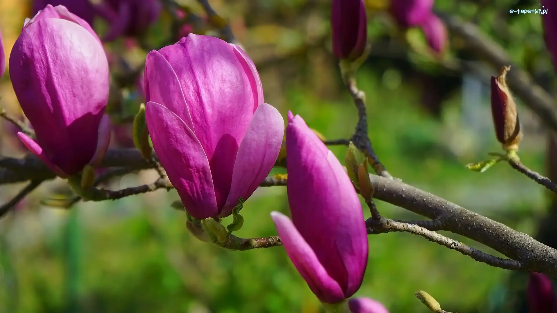Kwiaty, Gałązka, Magnolia