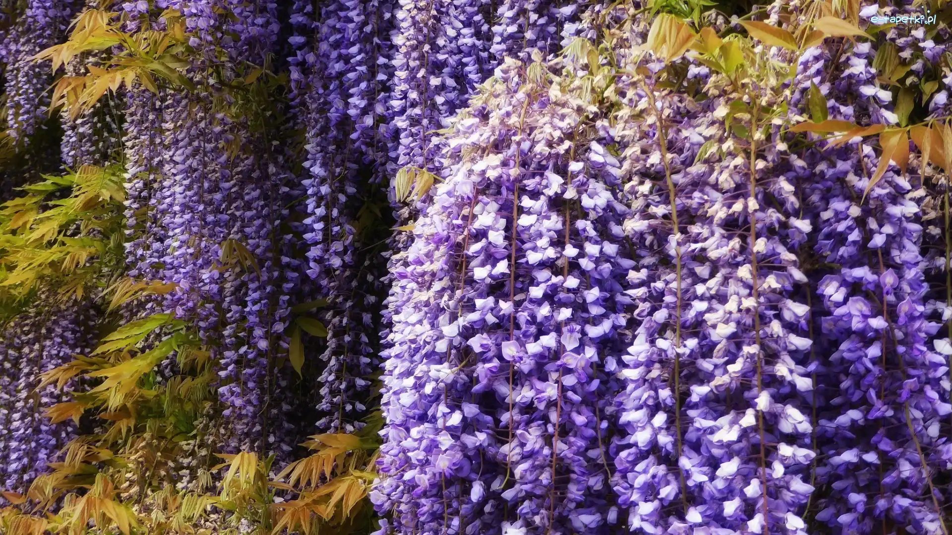 Fioletowe, Glicynia, Wisteria, Kwiaty