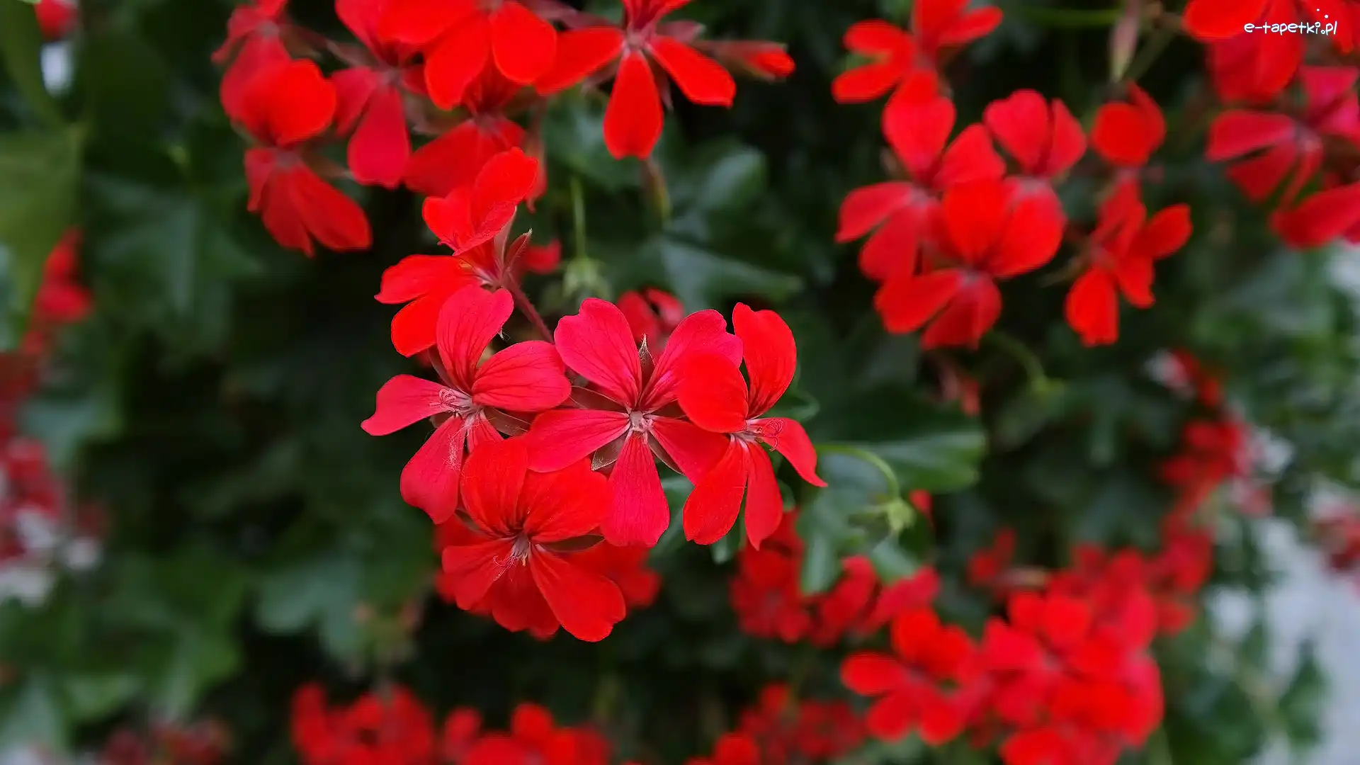 Pelargonia, Czerwona, Kwiaty