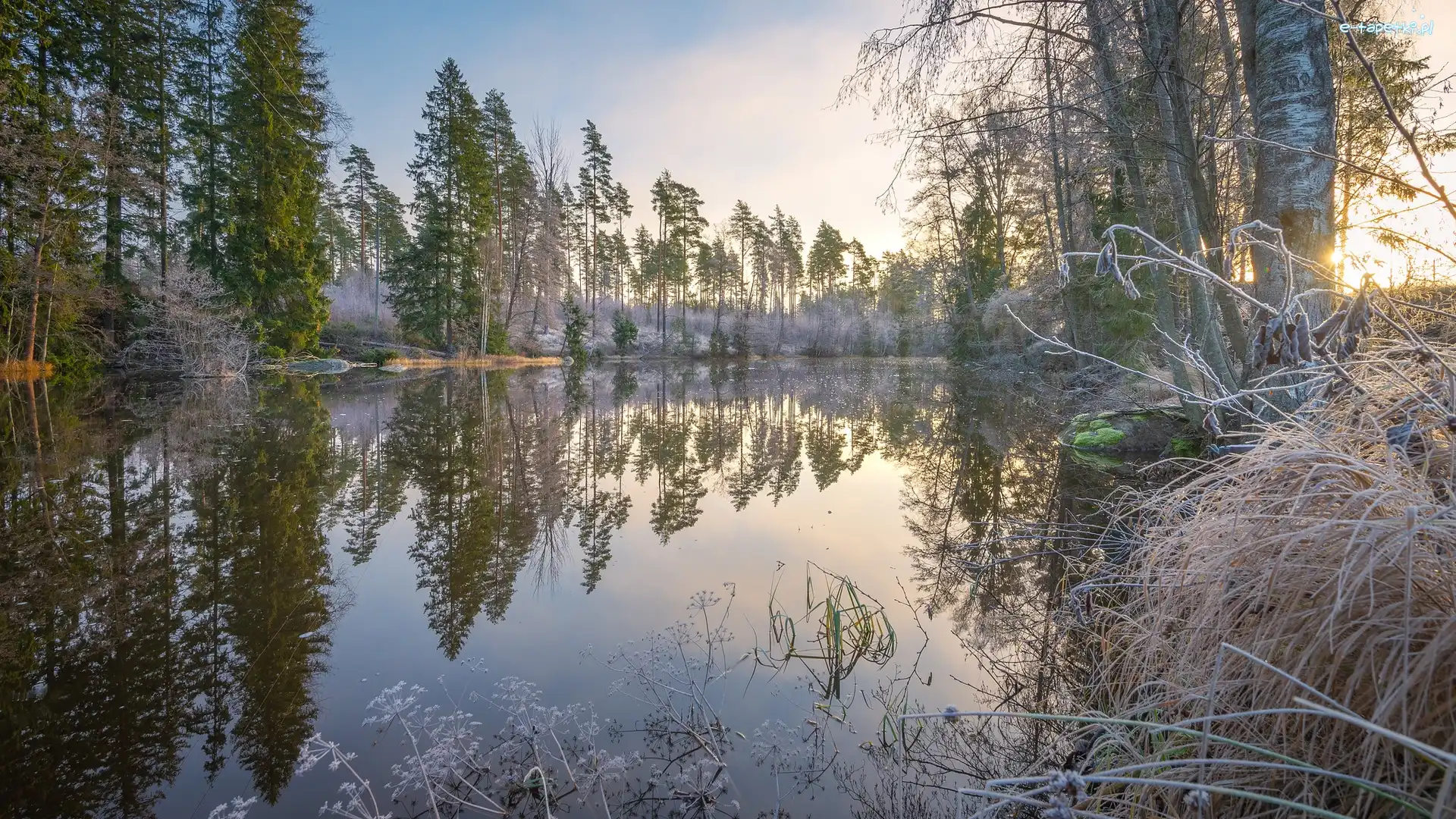 Region Kymenlaakso, Drzewa, Trawy, Finlandia, Oszronione, Rzeka Virojoki