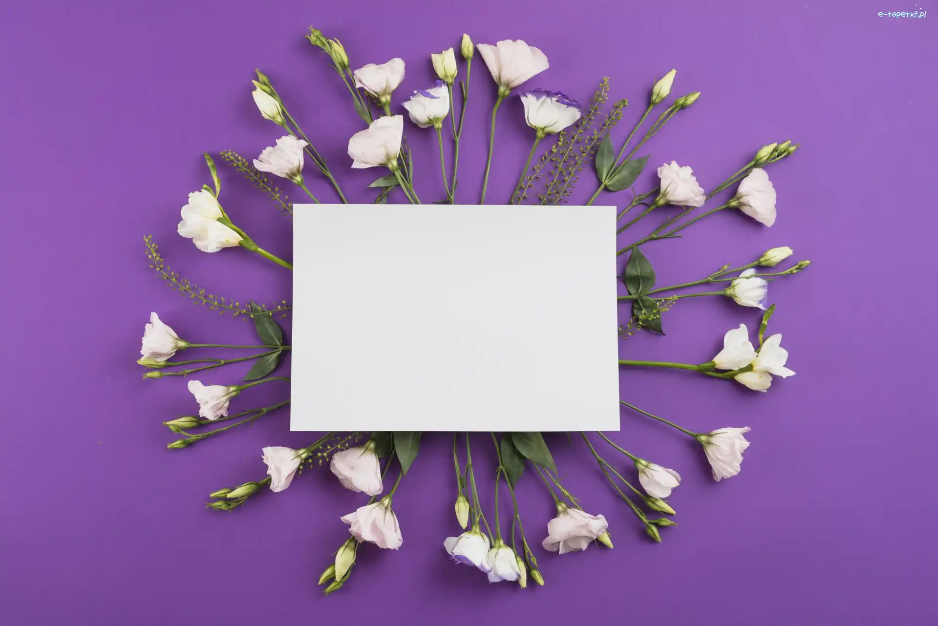 Tło, Eustoma, Biała, Białe, Kwiaty, Fioletowe, Kartka