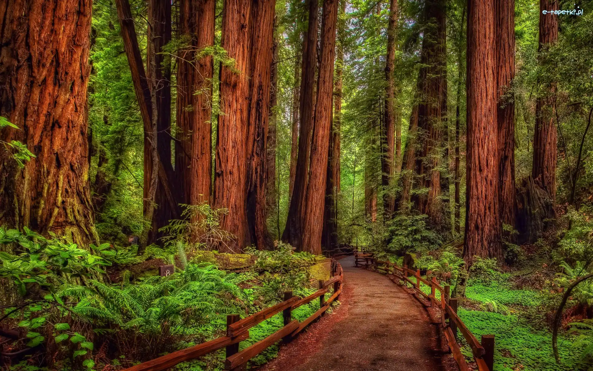 Drzewa, Kalifornia, Park Narodowy Redwood, Droga, Las, Sekwoje, Paprocie, Stany Zjednoczone