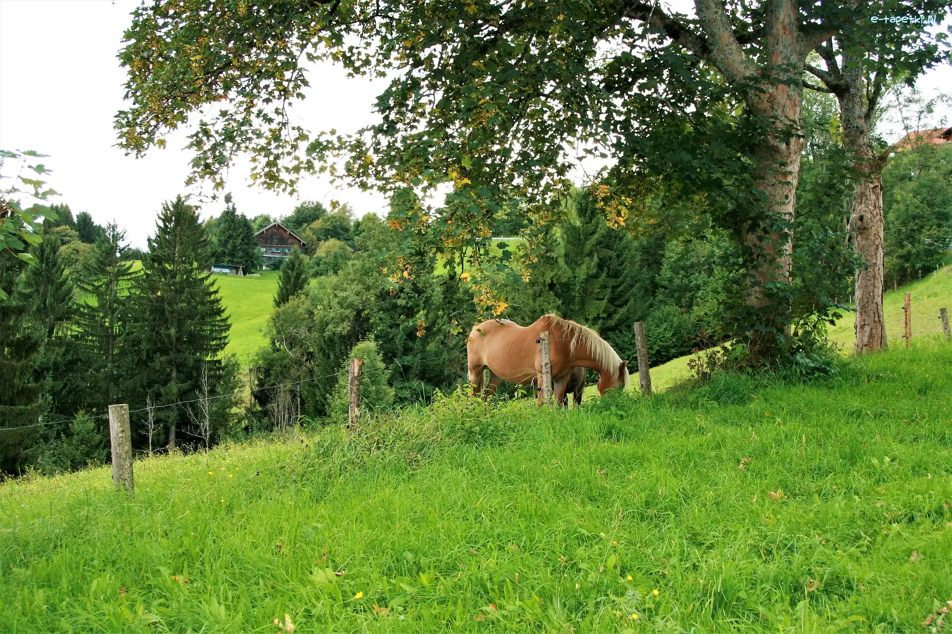 Łąka, Ogrodzenie, Drzewo, Koń