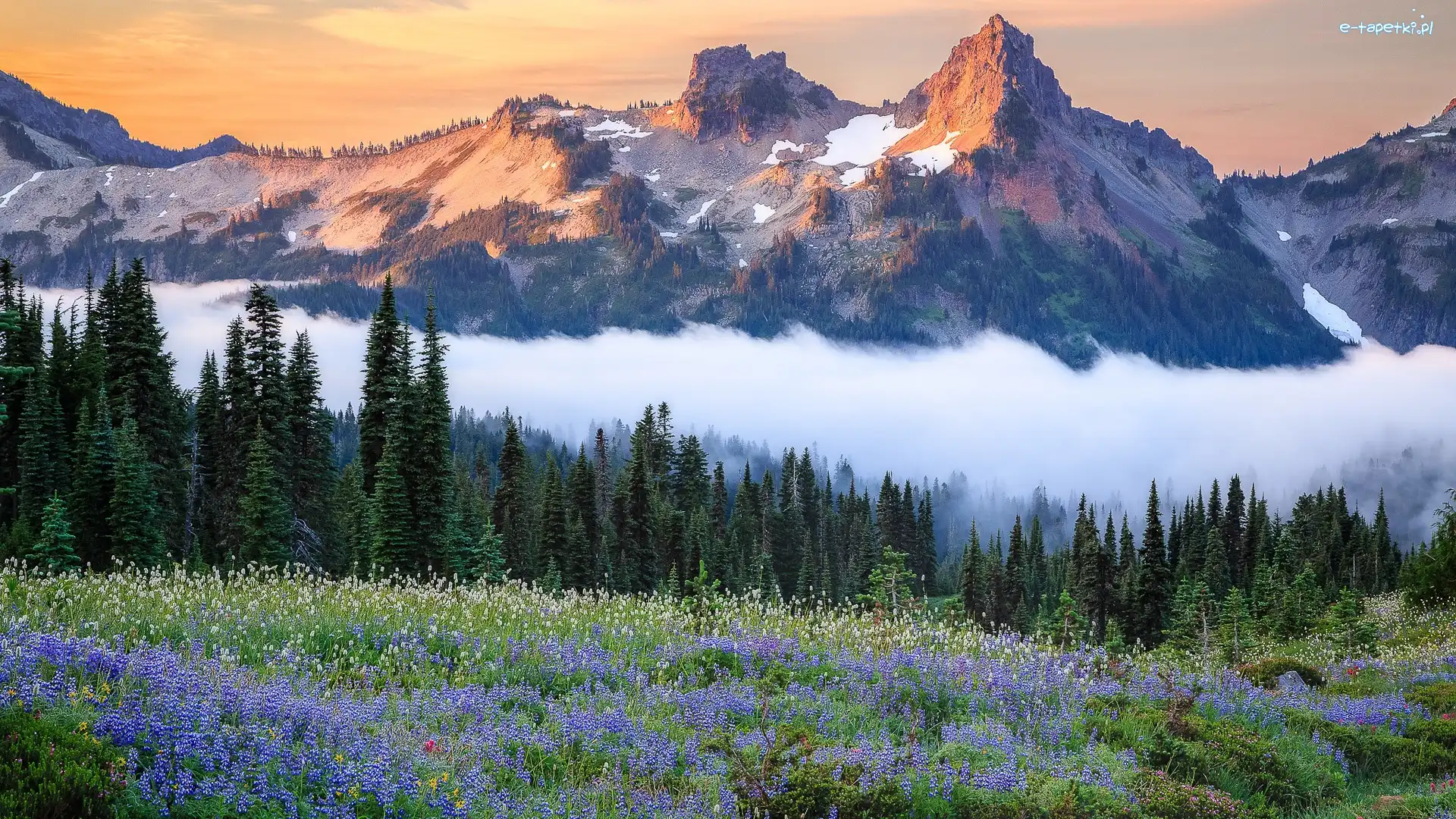 Łąka, Góry, Stany Zjednoczone, Stan Waszyngton, Tatoosh Range, Kwiaty, Mgła, Park Narodowy Mount Rainier