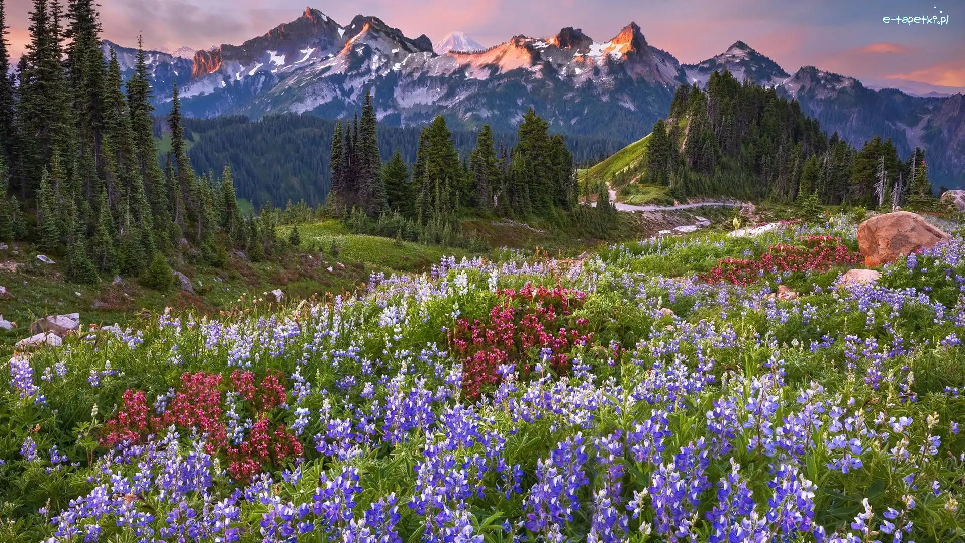 Drzewa, Góry Kaskadowe, Park Narodowy Mount Rainier, Stan Waszyngton, Stany Zjednoczone, Łubin, Łąka