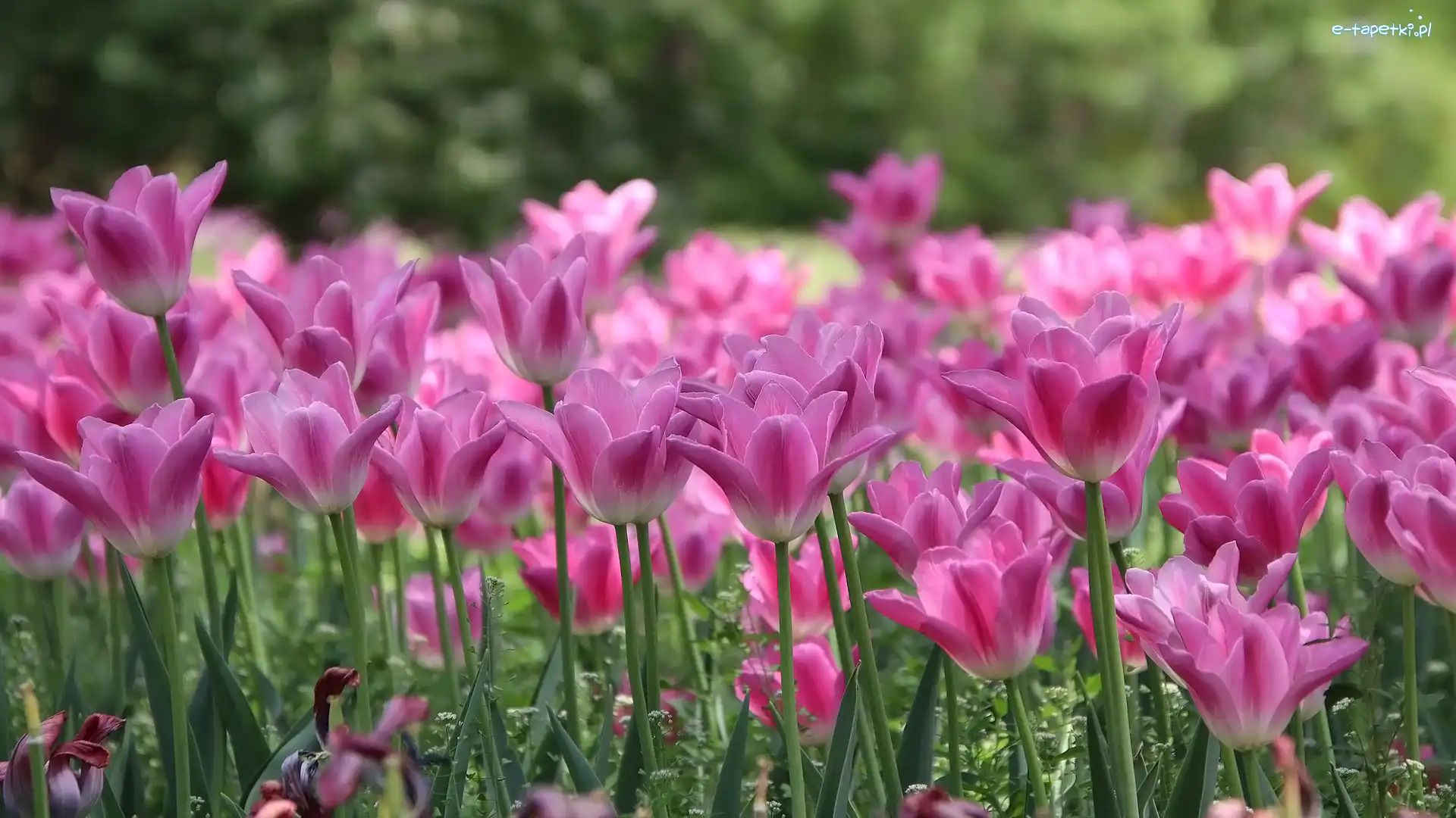 Różowe, Tulipany, Kwiaty