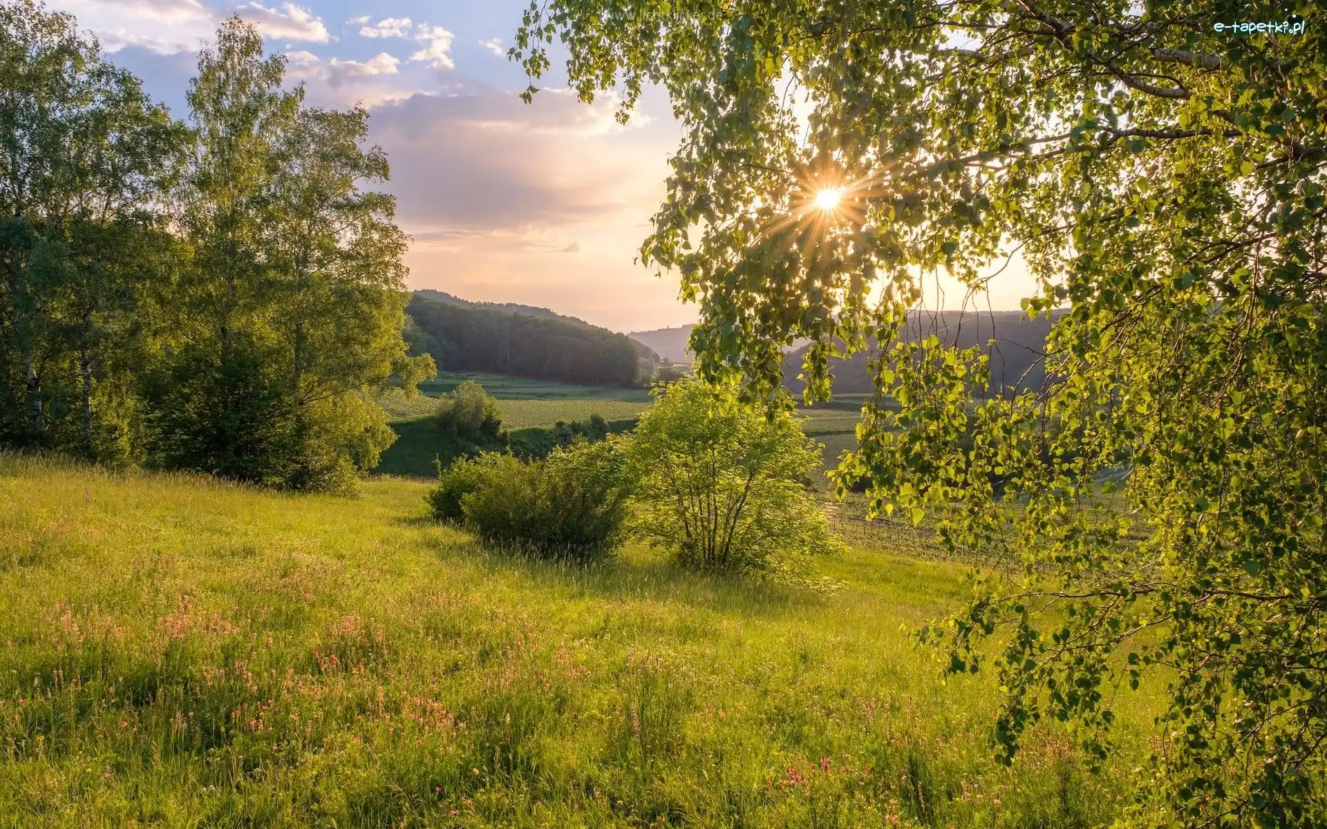 Krzewy, Promienie słońca, Wzgórza, Lato, Drzewa, Łąka