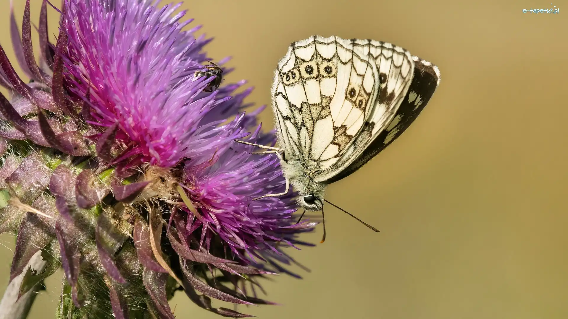 Motyl, Roślina, Polowiec szachownica, Zbliżenie, Oset