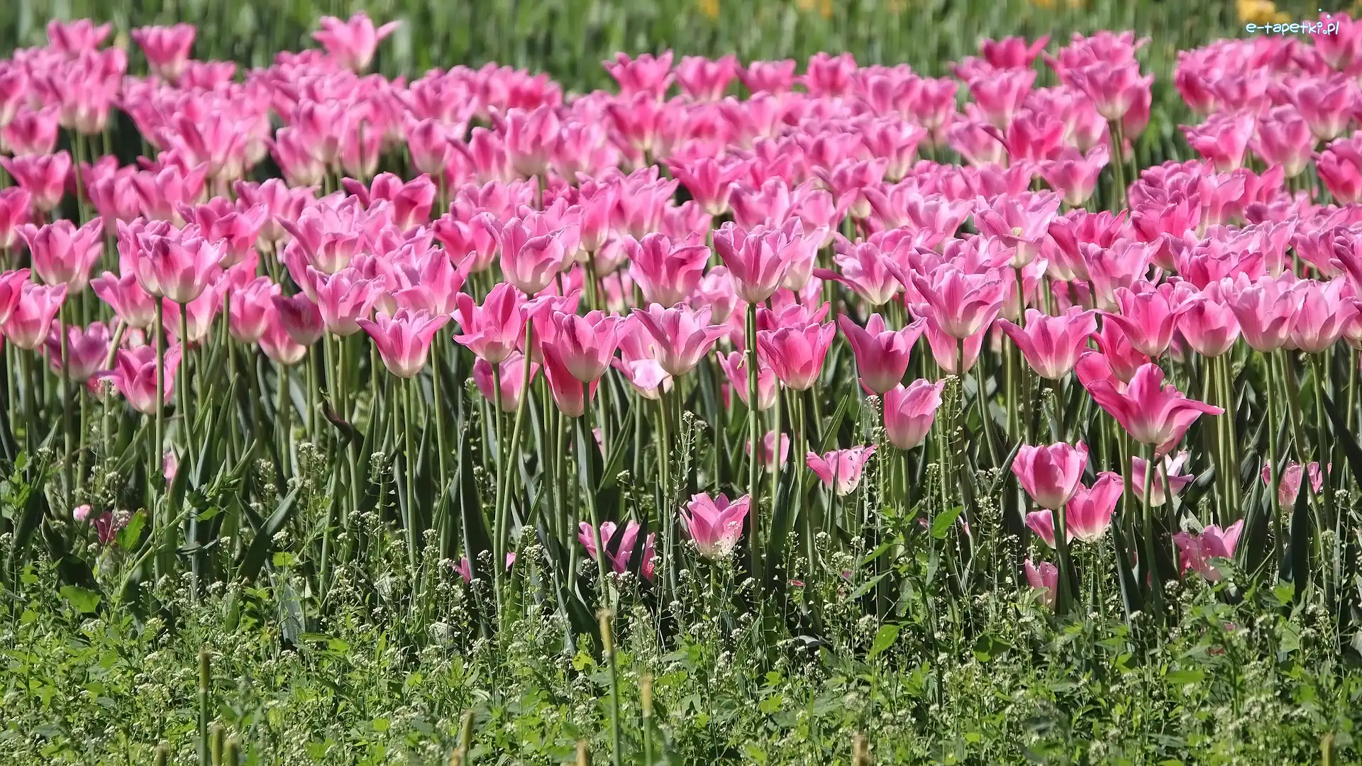Różowe, Kwiaty, Tulipany