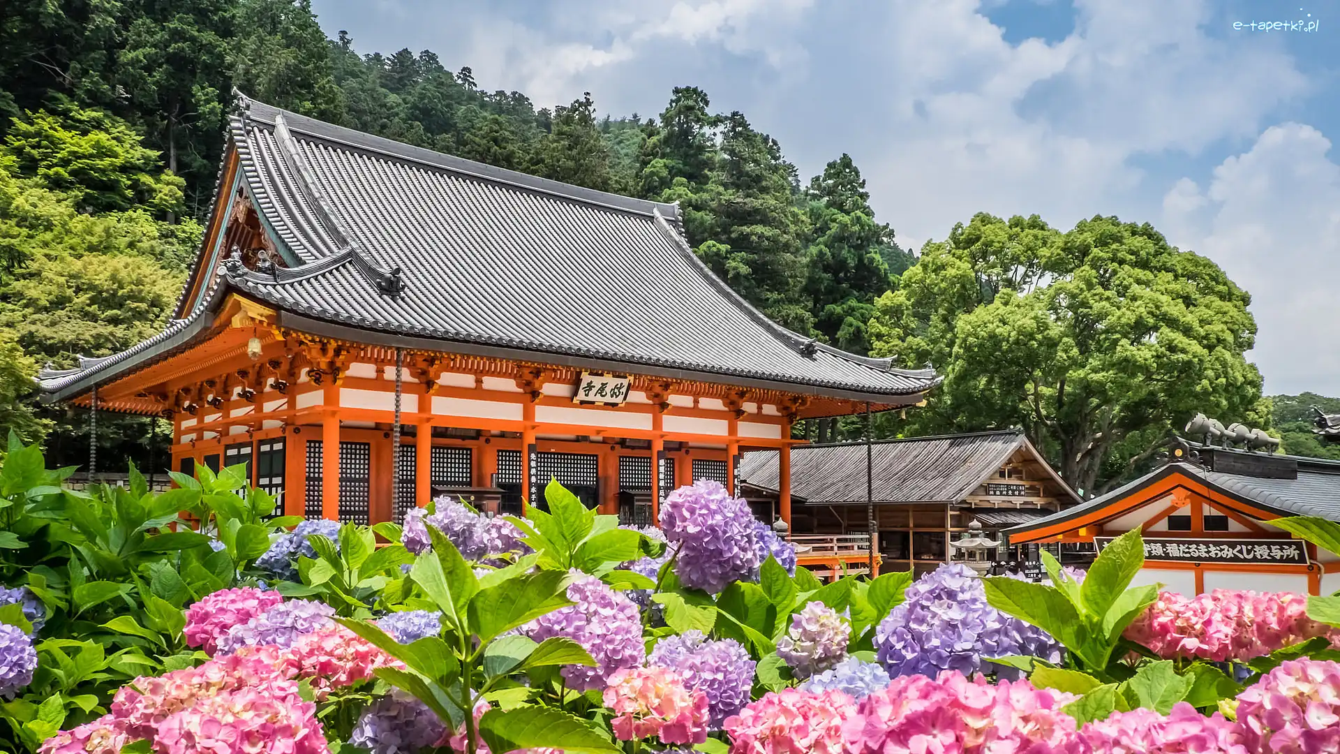 Mino, Katsuo-ji, Japonia, Hortensje, Kwiaty, Liliowe, Różowe, Świątynia, Drzewa, Prefektura Osaka