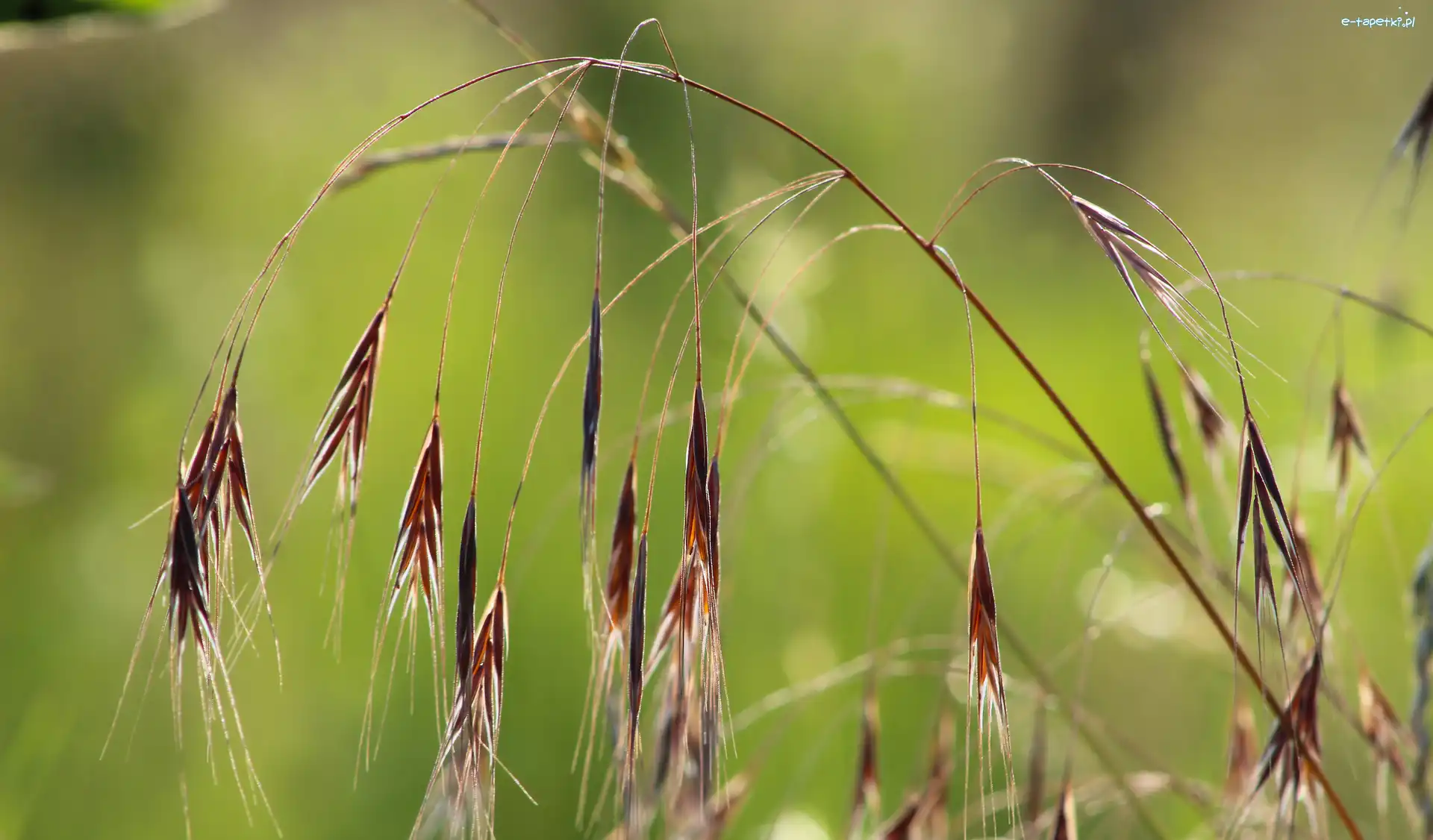Źdźbła, Zbliżenie, Wiszące, Trawa