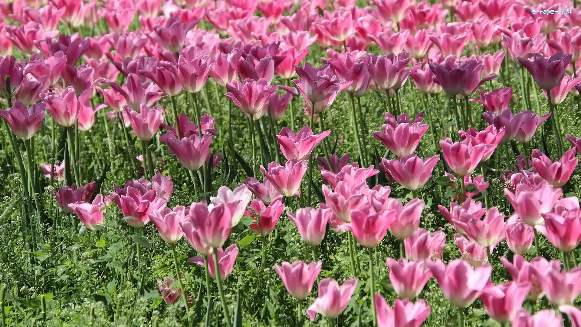 Tulipany, Rozkwitnięte, Różowe, Kwiaty