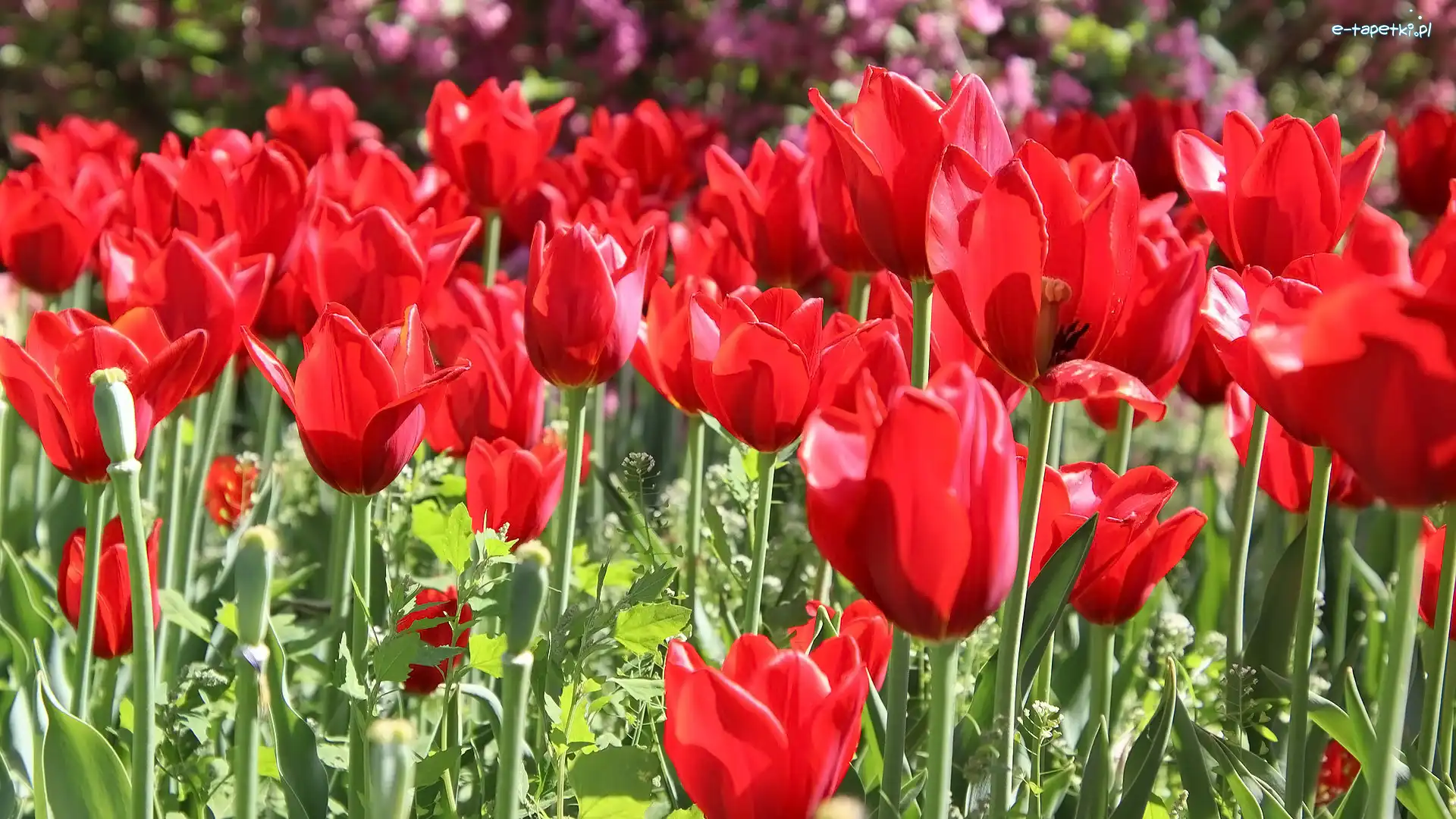 Tulipany, Trawa, Czerwone, Kwiaty