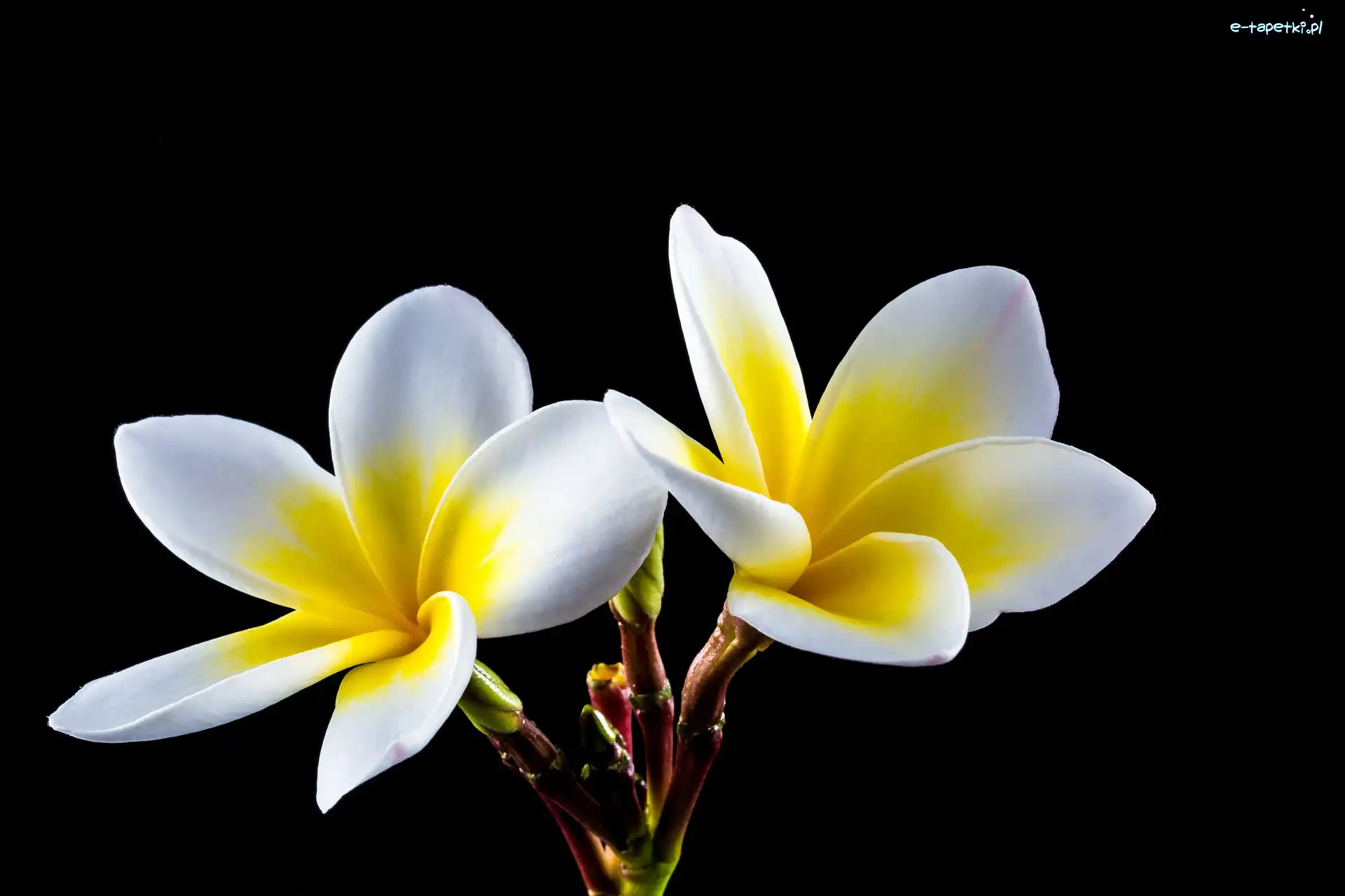 Plumeria, Tło, Czarne, Kwiaty