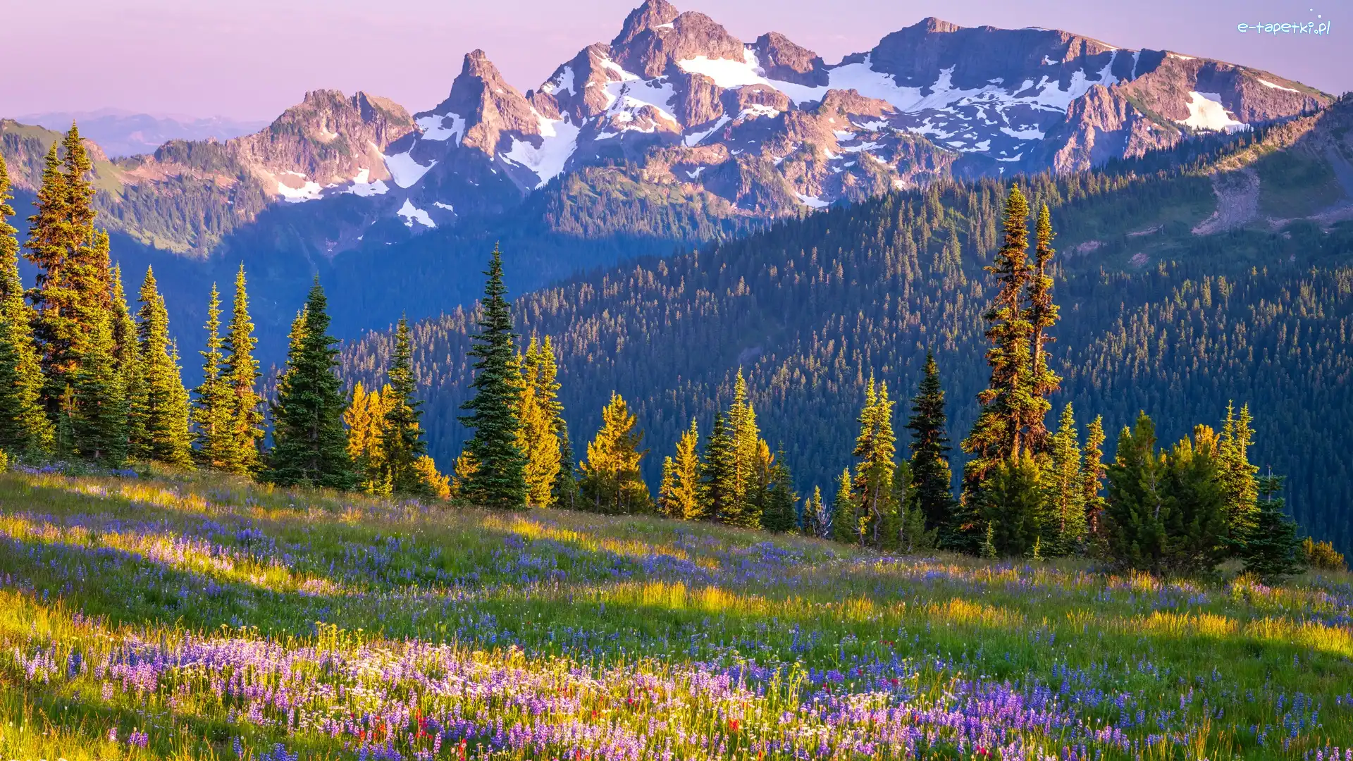 Stratowulkan, Łąka, Stany Zjednoczone, Stan Waszyngton, Drzewa, Mount Rainier, Park Narodowy Mount Rainier, Góry