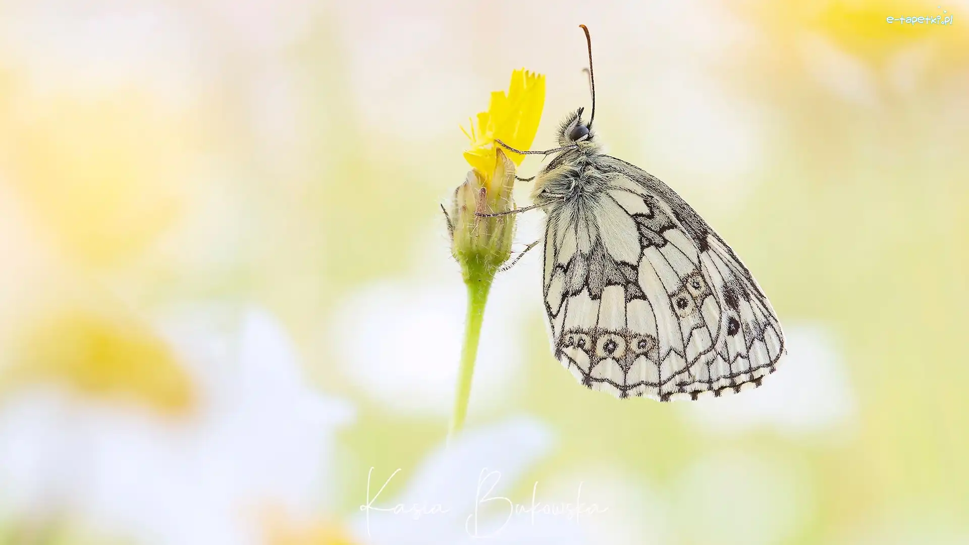Polowiec szachownica, Żółty, Kwiatek, Motyl