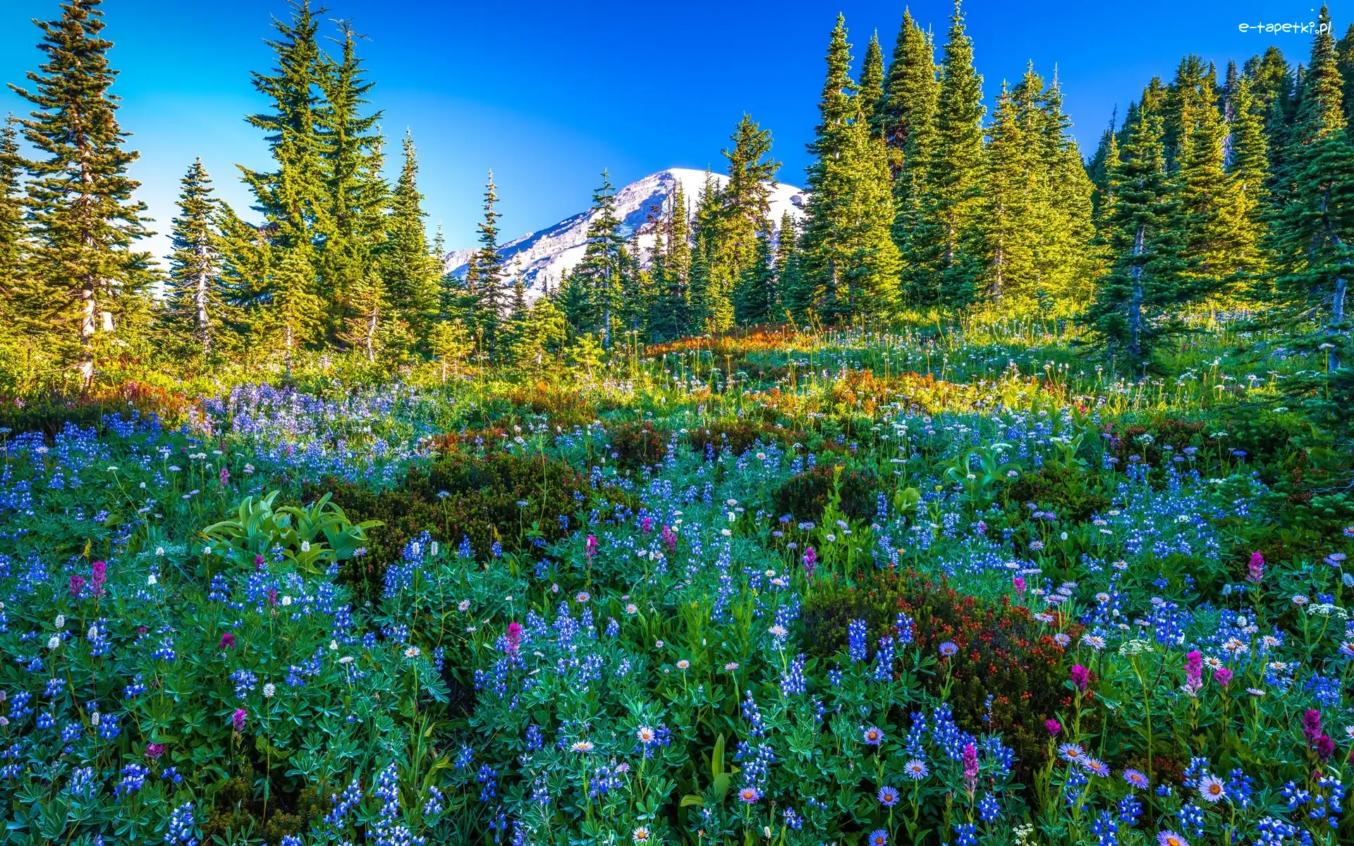 Łąka, Świerki, Stratowulkan Mount Rainier, Góry, Park Narodowy Mount Rainier, Stany Zjednoczone, Stan Waszyngton, Drzewa, Kwiaty