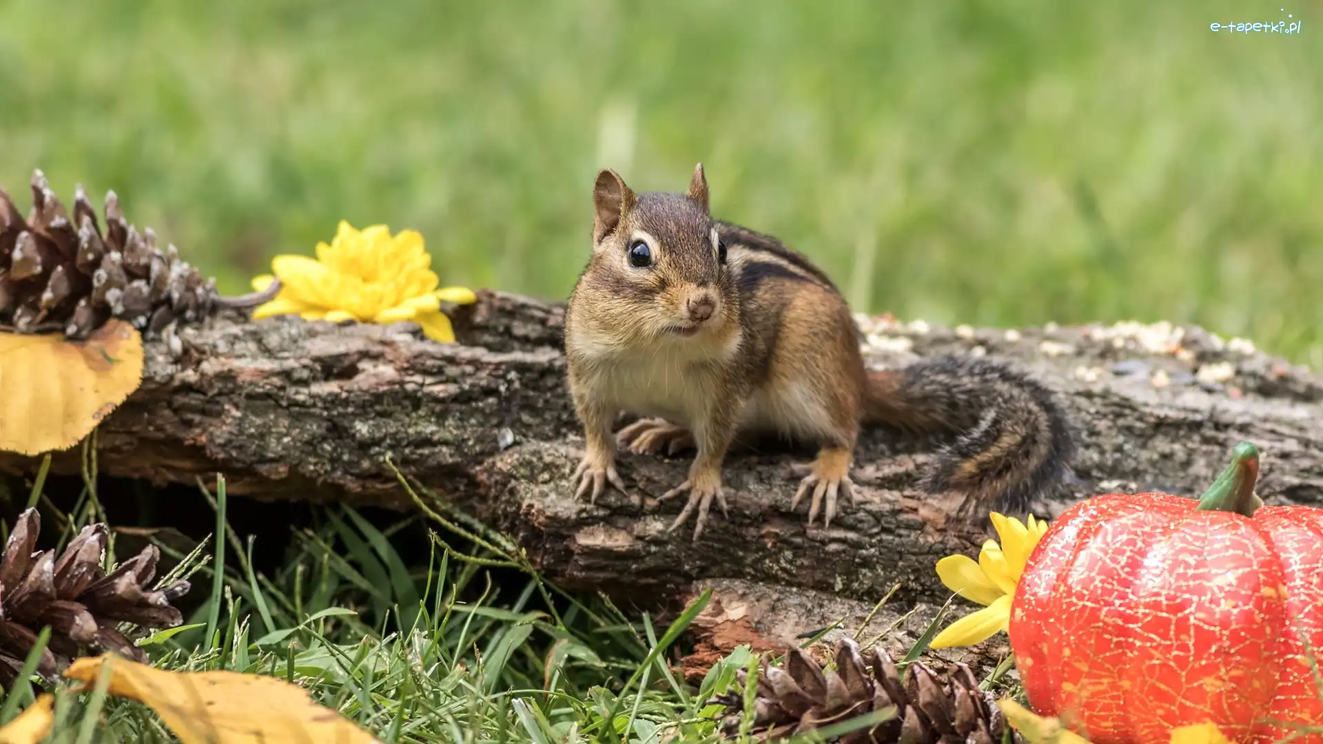 Konar, Dynia, Liście, Chipmunk