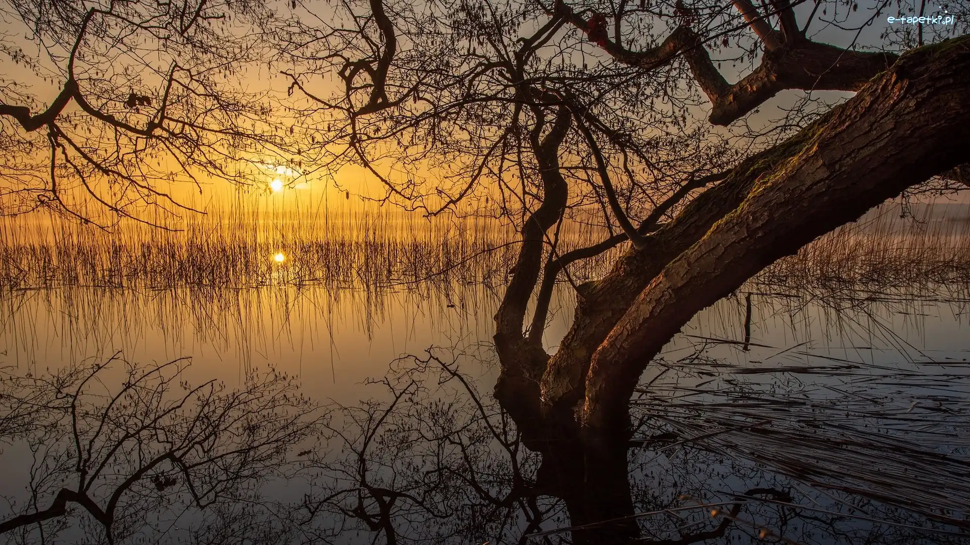 Jezioro, Szuwary, Drzewo, Zachód słońca