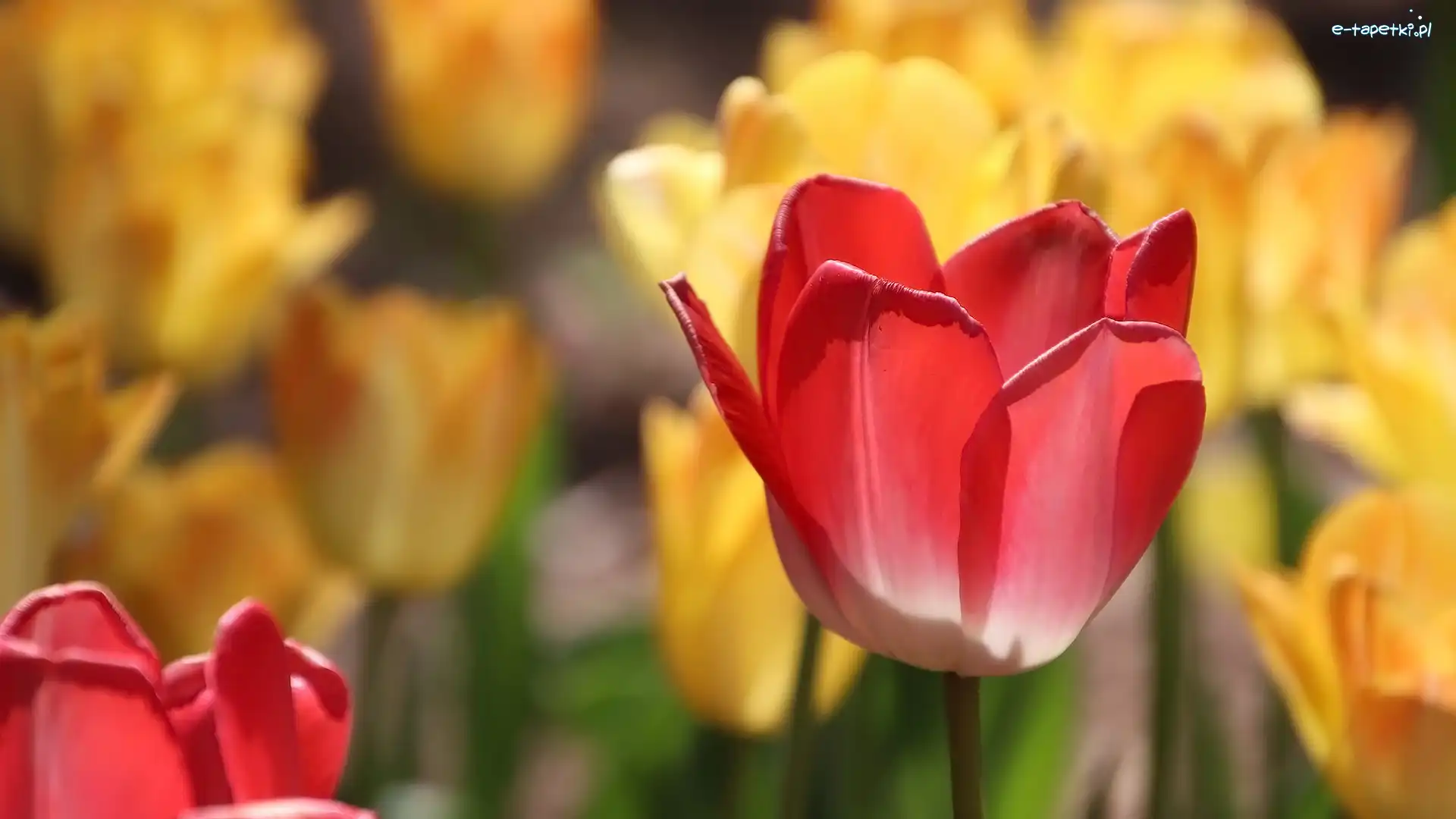 Tulipany, Tulipan, Czerwony, Kwiaty