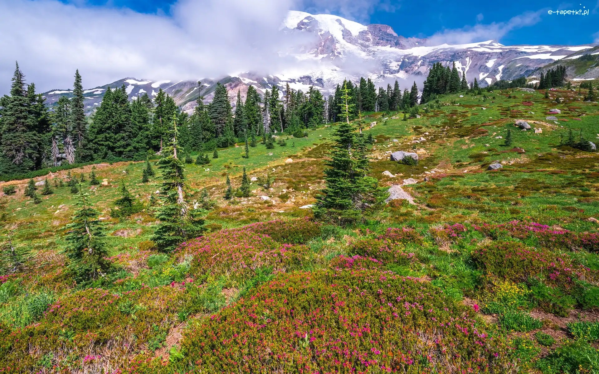 Góry, Stan Waszyngton, Mgła, Drzewa, Park Narodowy Mount Rainier, Łąka, Kwiaty, Stany Zjednoczone