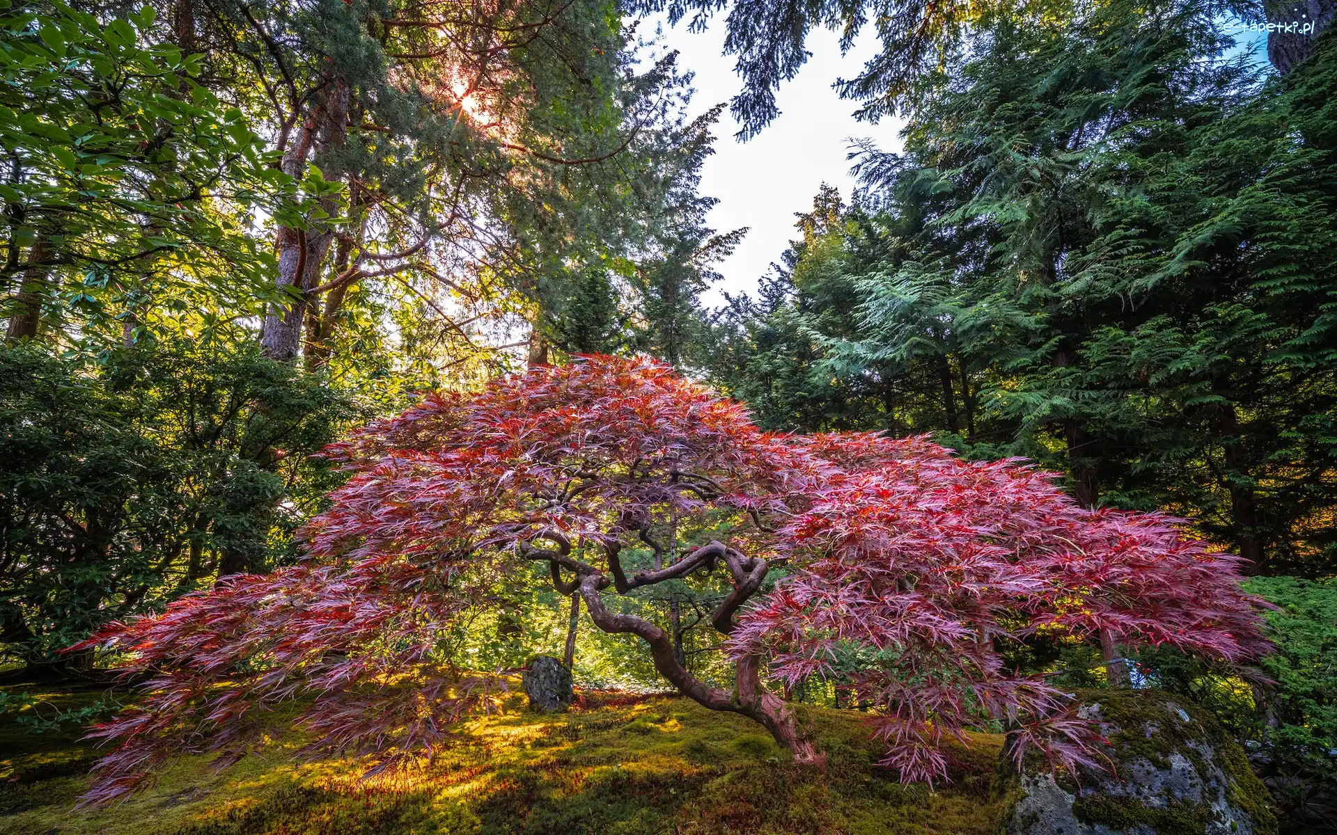 Klon palmowy, Portland Japanese Garden, Stany Zjednoczone, Stan Oregon, Drzewo, Promienie słońca, Portland, Ogród