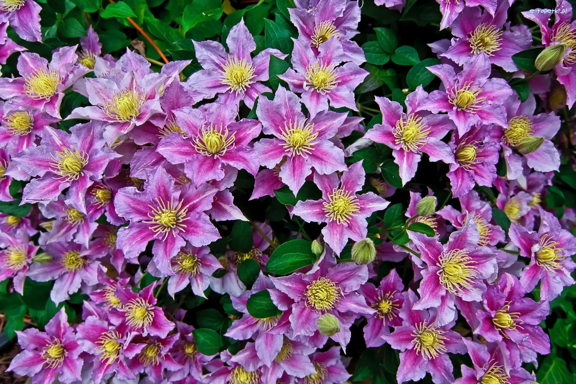 Clematis, Powojnik, Fioletowy
