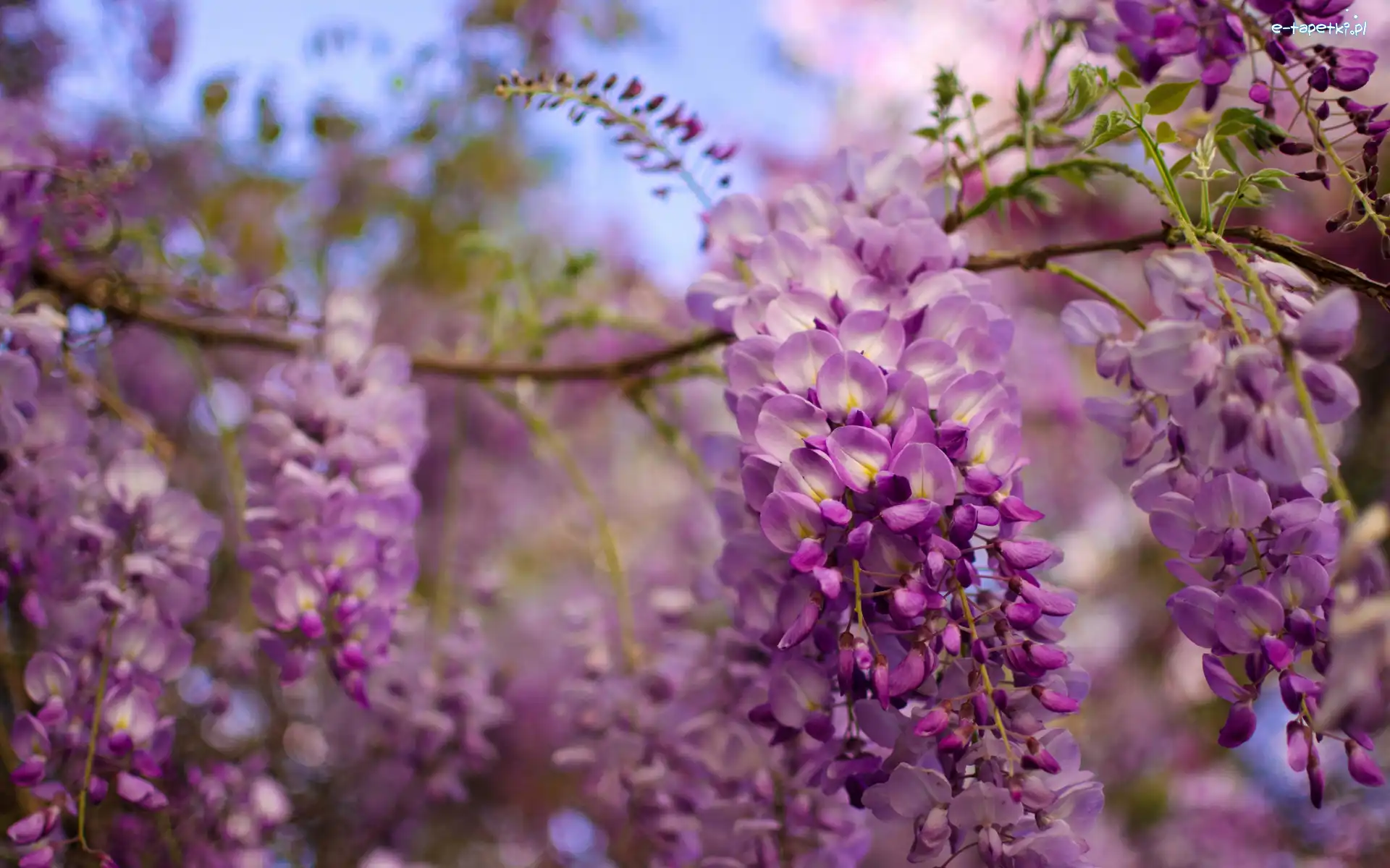 Gałązka, Kwiaty, Fioletowe, Glicynia, Wisteria