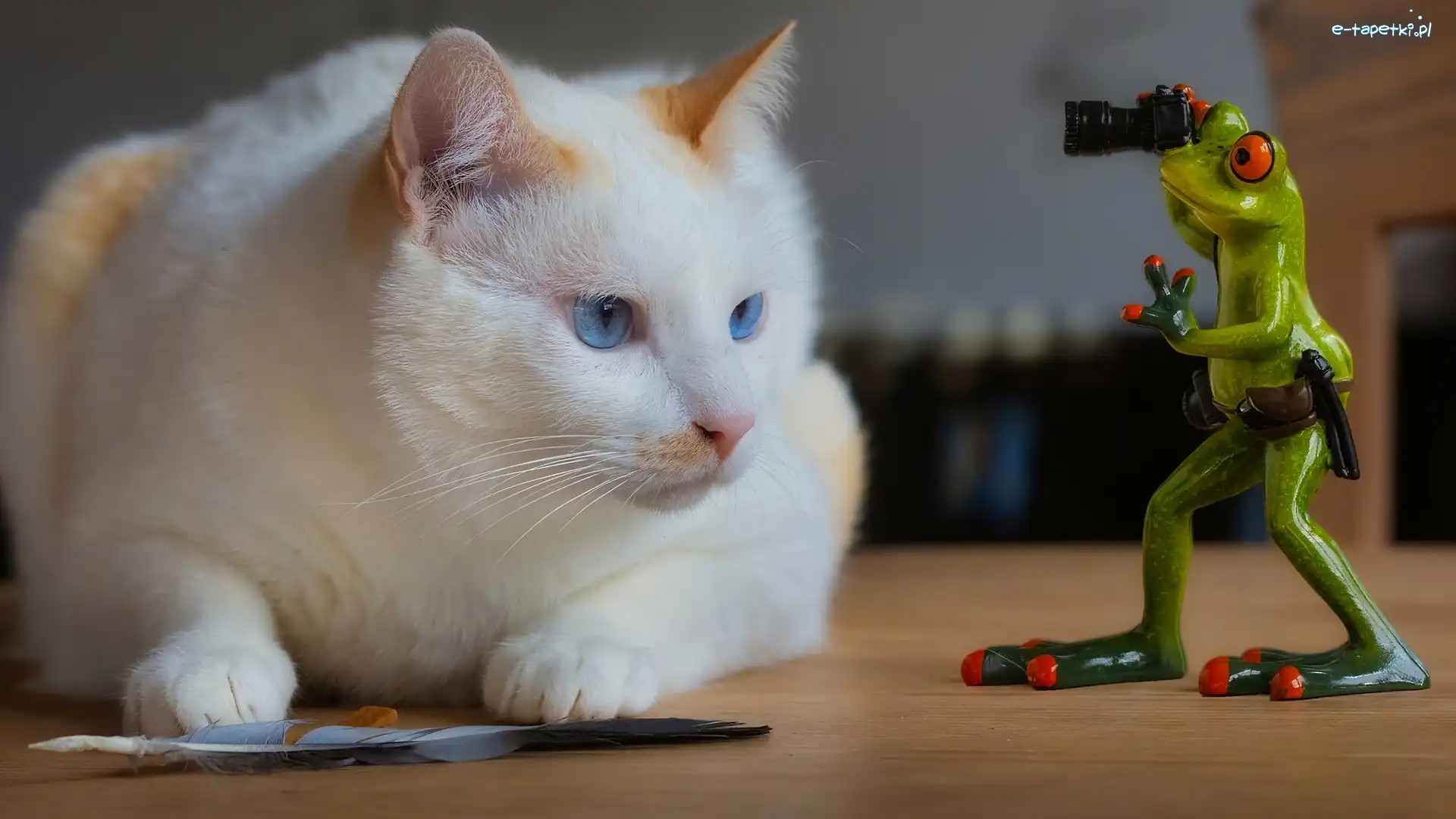 Kot, Figurka, Piórko, Aparat fotograficzny, Żaba