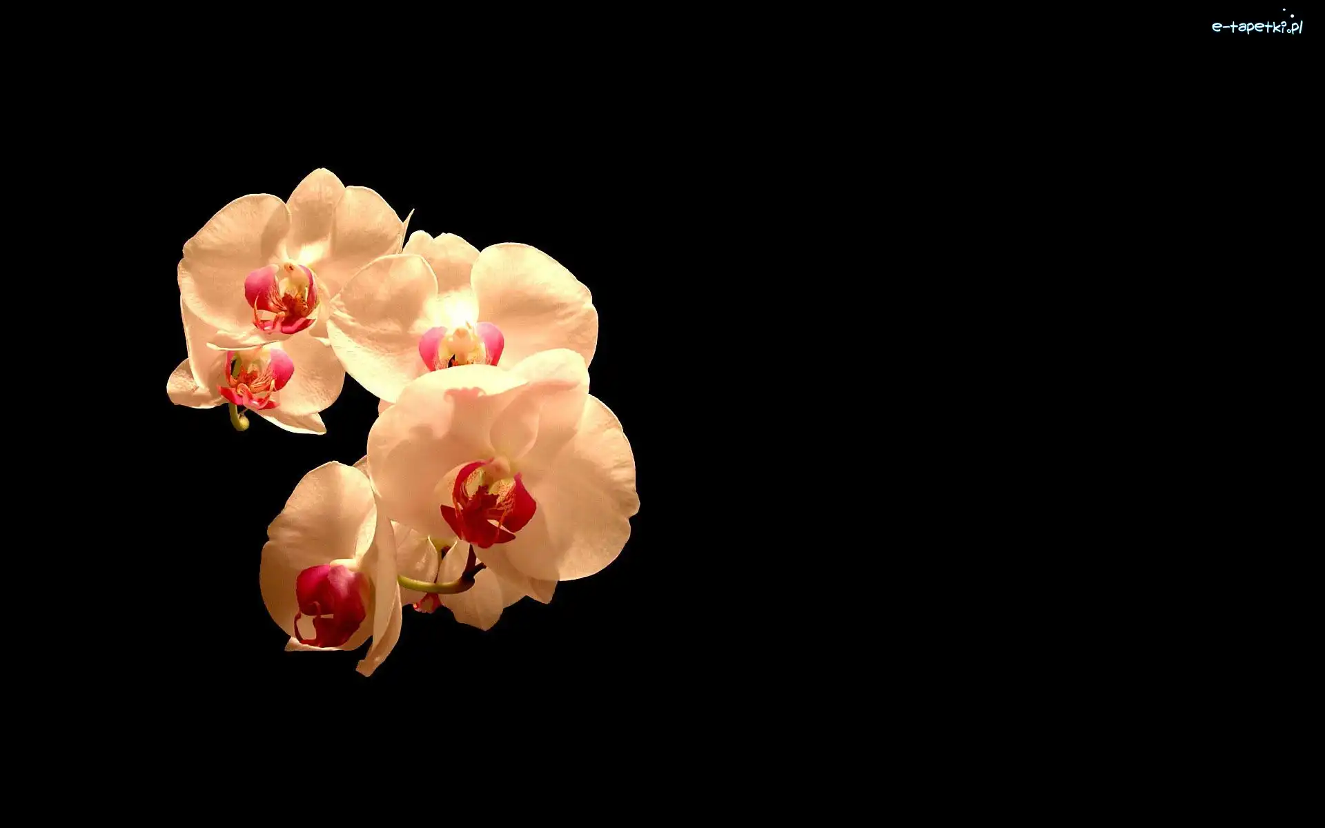 Storczyki, Orchidea, Kwiaty