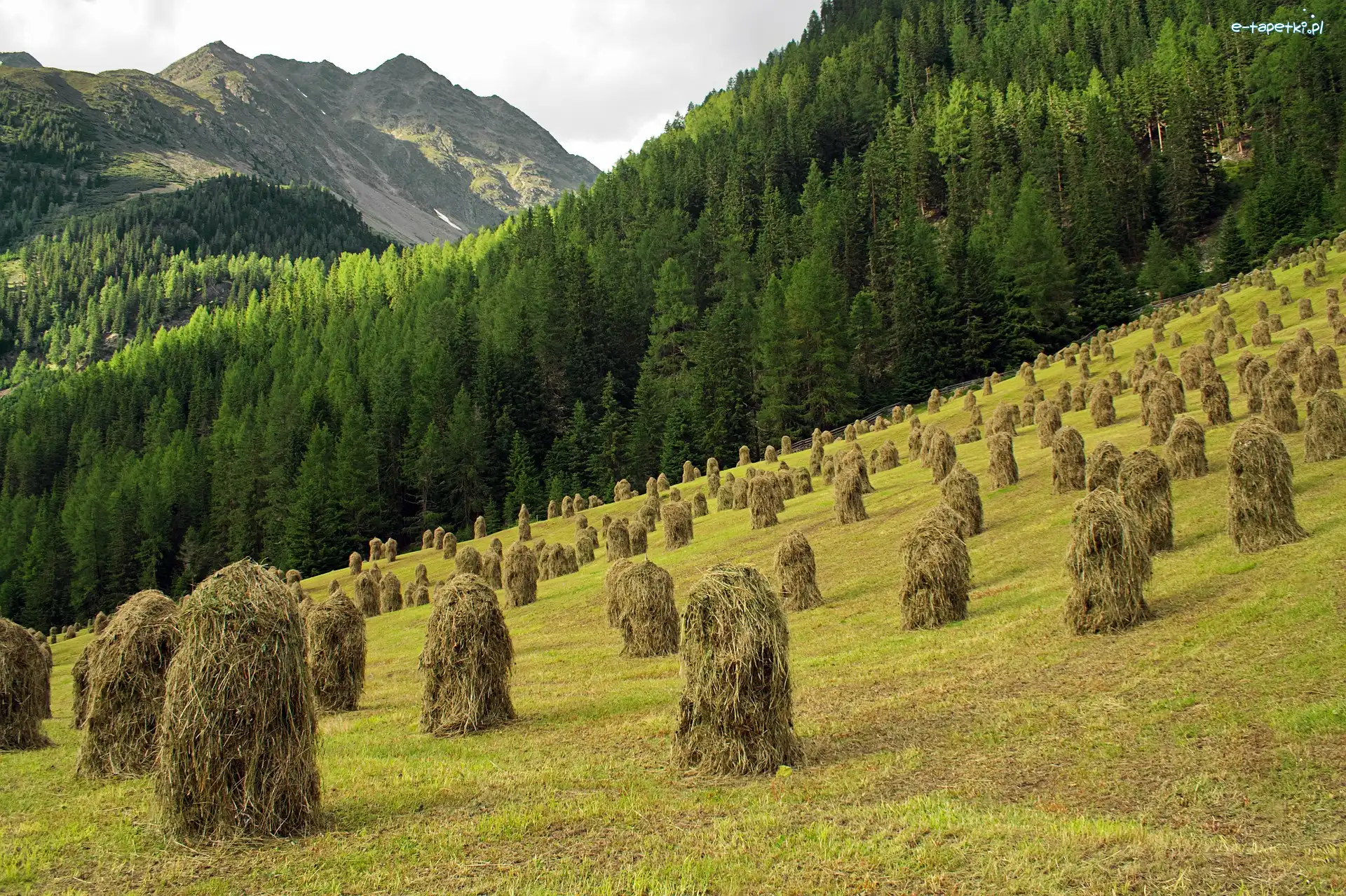 Łąka, Kopy, Siano, Stogi, Lato, Las, Góry