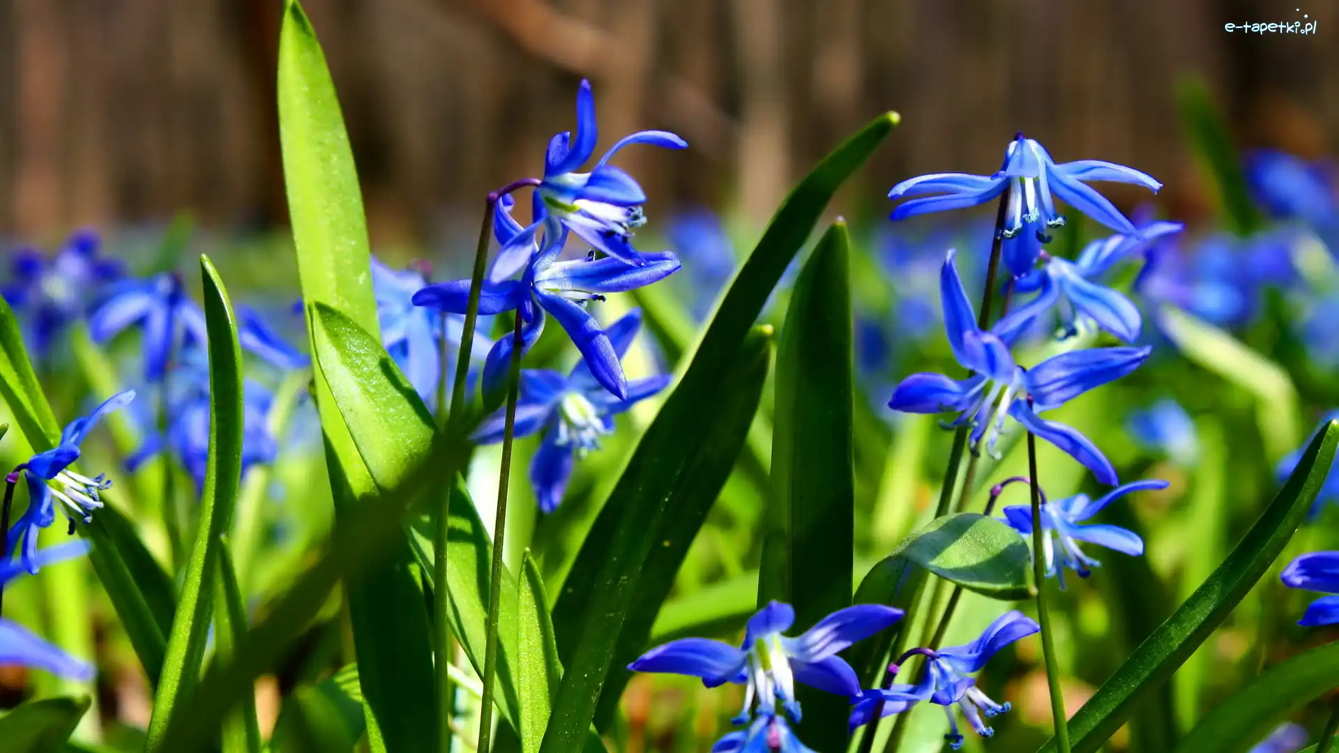 Cebulice, Kwiaty, Niebieskie