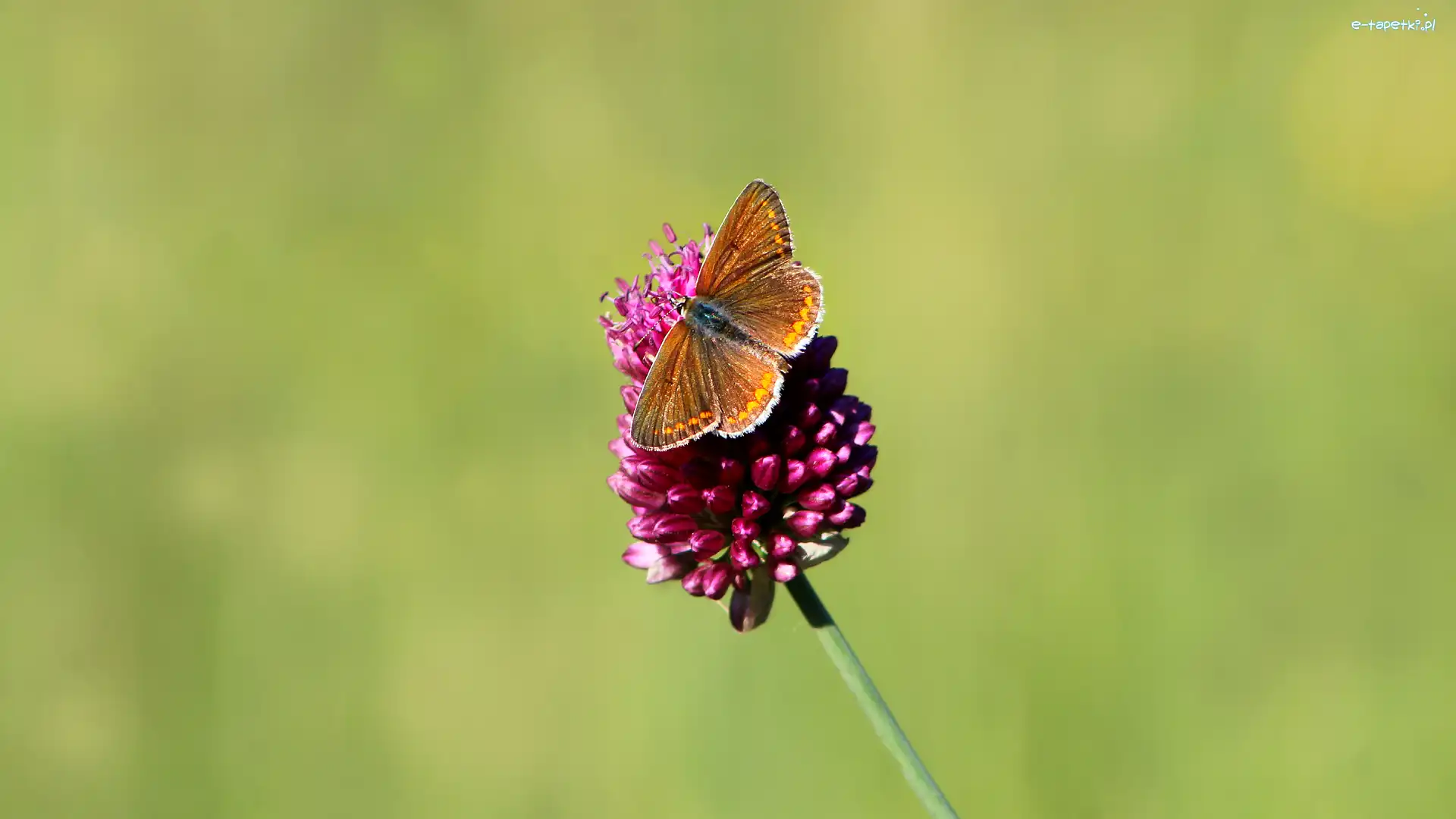Kwiat, Skrzydła, Motyl